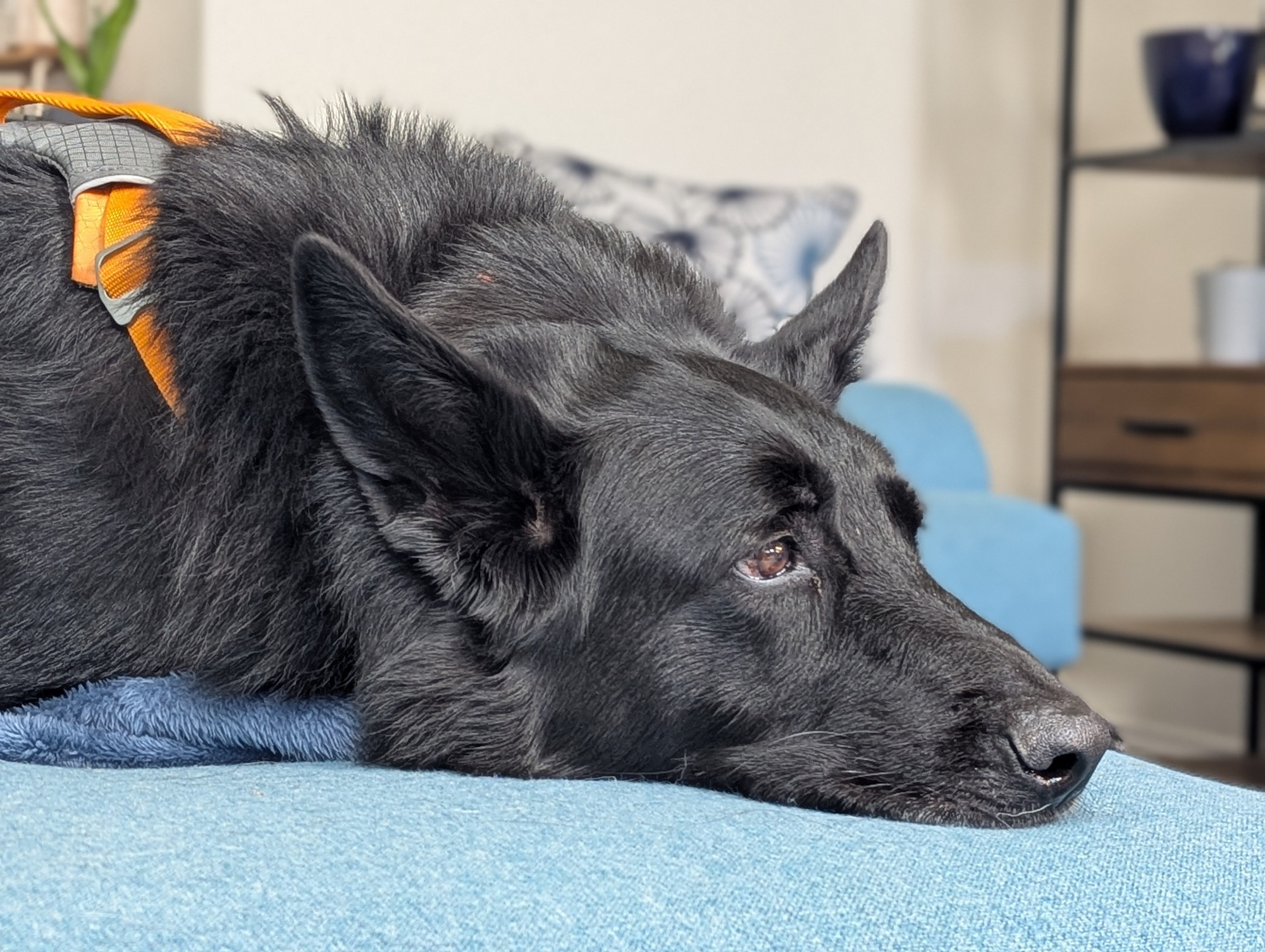 Close portrait shot of very tired black German shepherd Astro's face, lying on a light blue/teal couch. 

His ears are up and listening but he's not looking at me. Slowly falling asleep. 