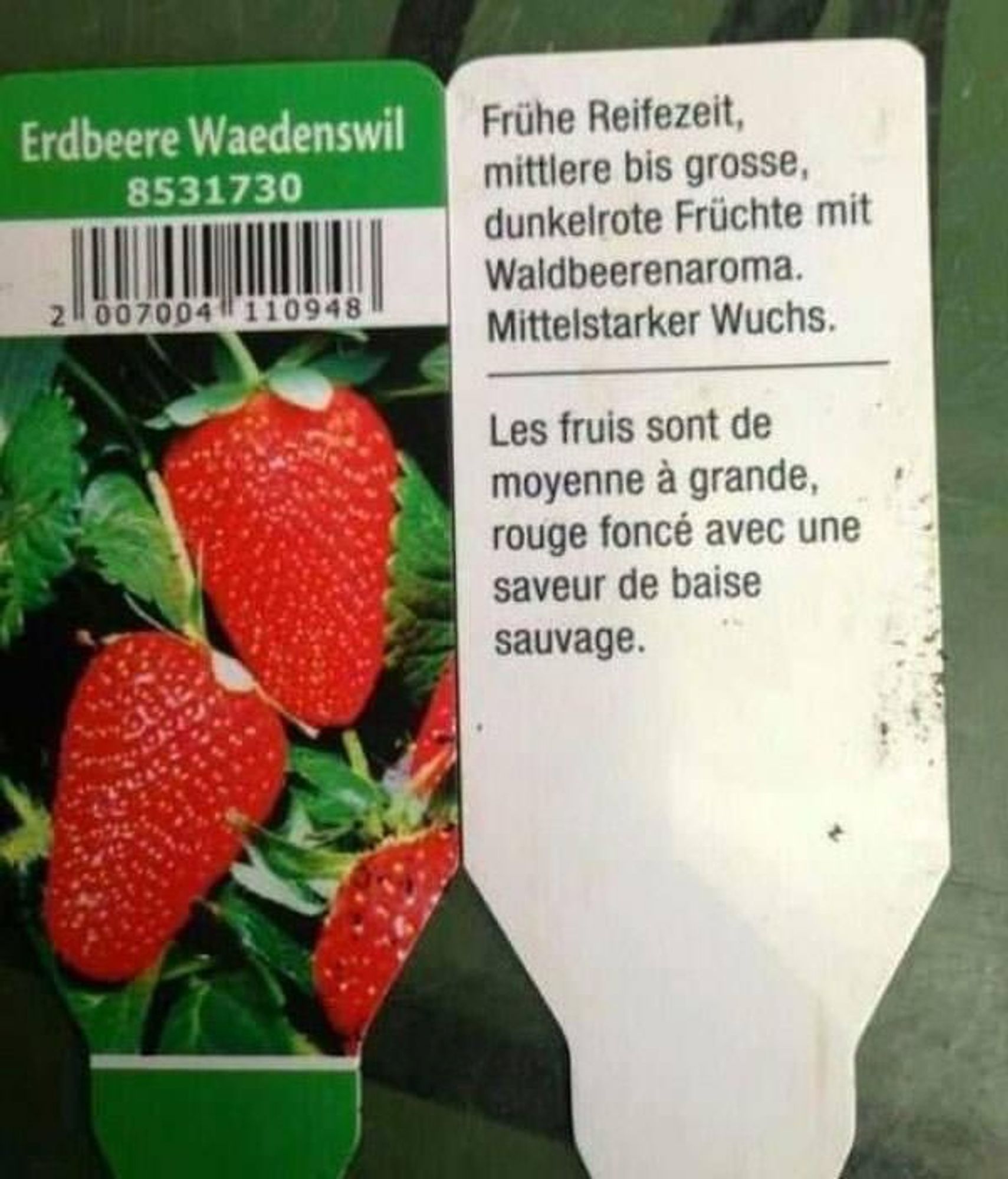 Les fruis sont de moyenne à grande, rouge foncé avec une saveur de baise sauvage.