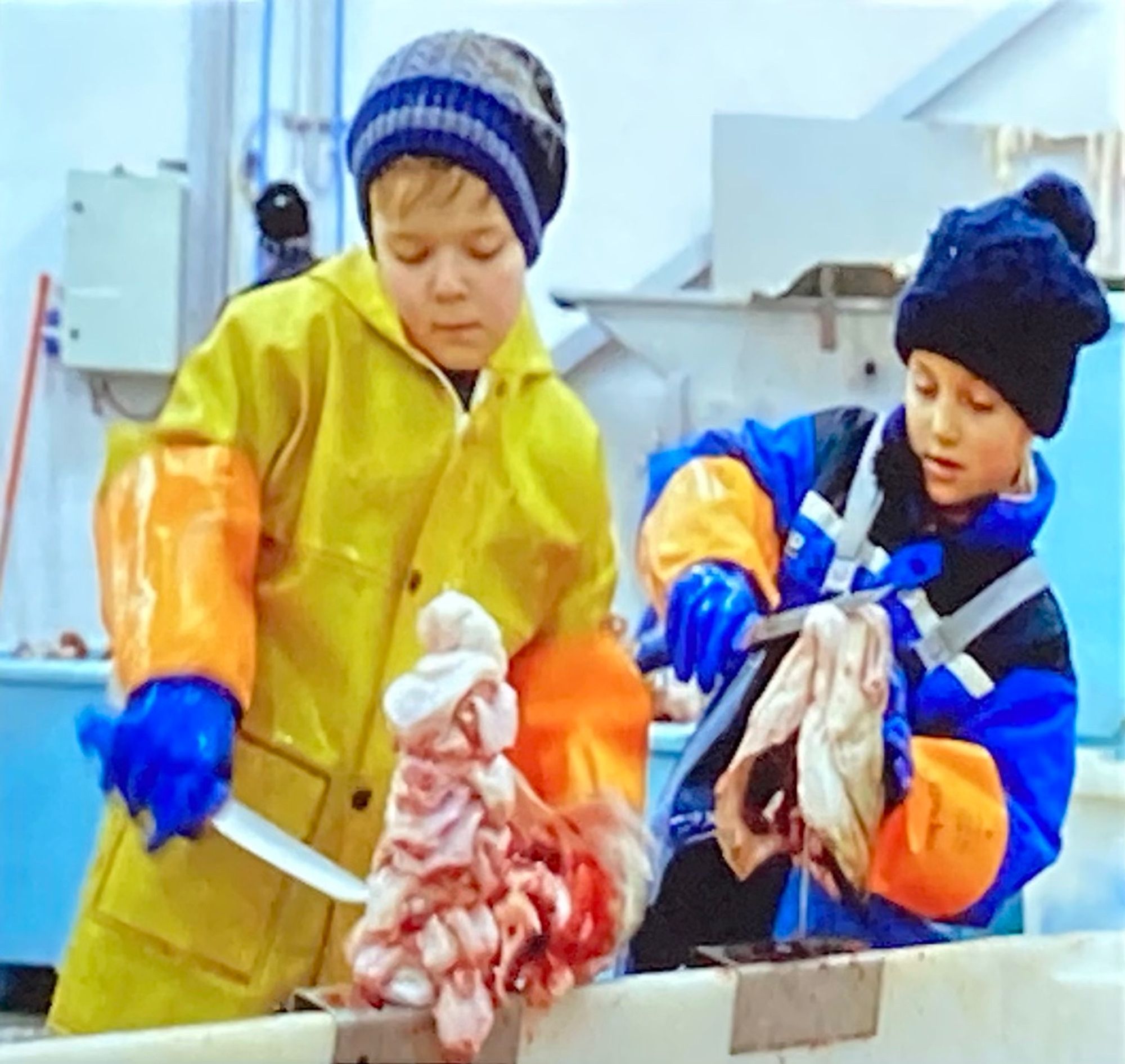 Two white, blonde-haired children in slickers and water-proof gloves cutting apart cod fish heads with large knives.