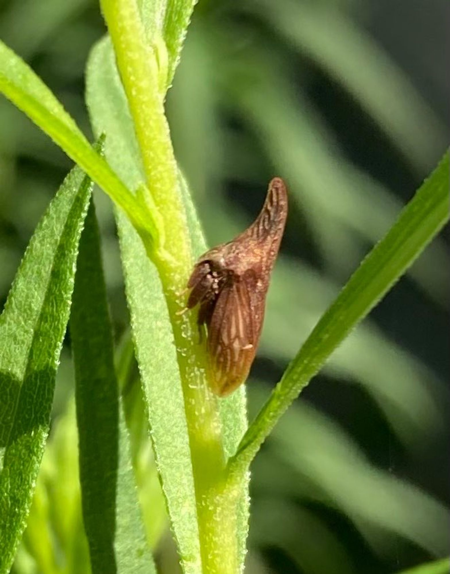 Close-up of the thorn-shaped brown bug.