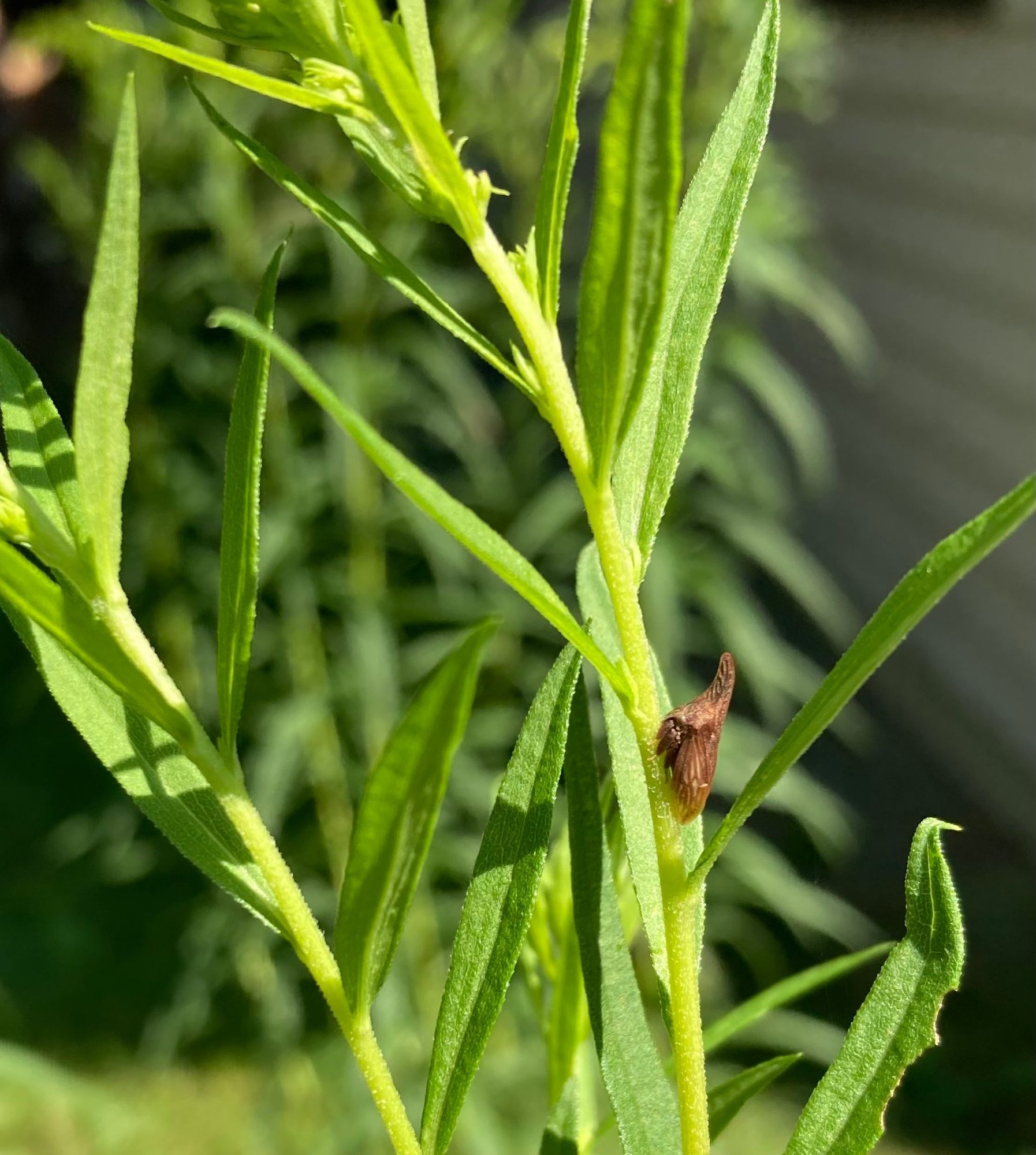 Stem and leaves of goldenrod with a thorn-shaped brown bug on the stem. Don't mind me hee hee hee, just a thorn hee hee hee, nothing to eat here hee hee hee.