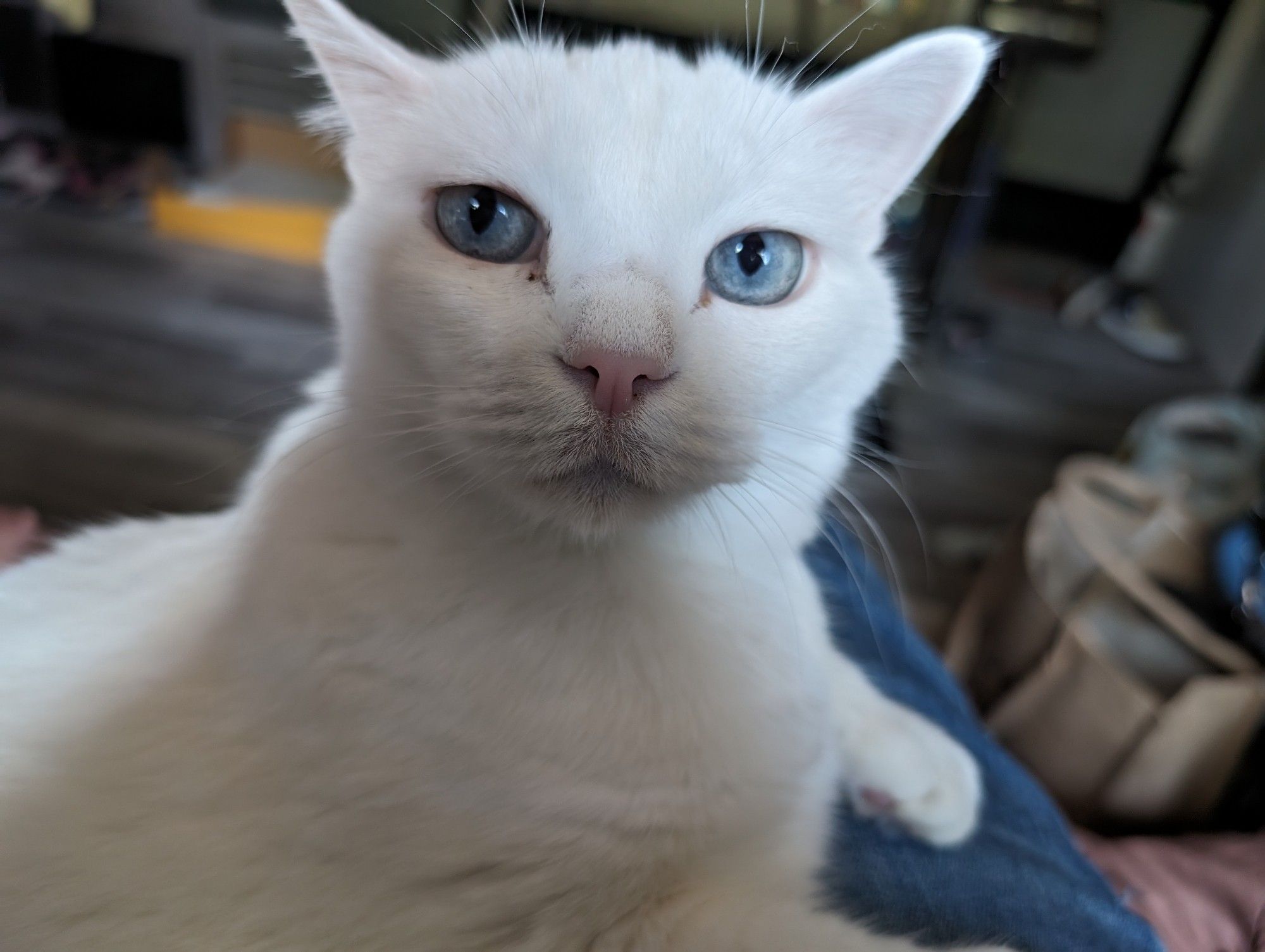 Howlite (my cat) looking at the camera, ears half back, with a genuine side-eye, wtf expression. Eyes wide and pupils narrow.