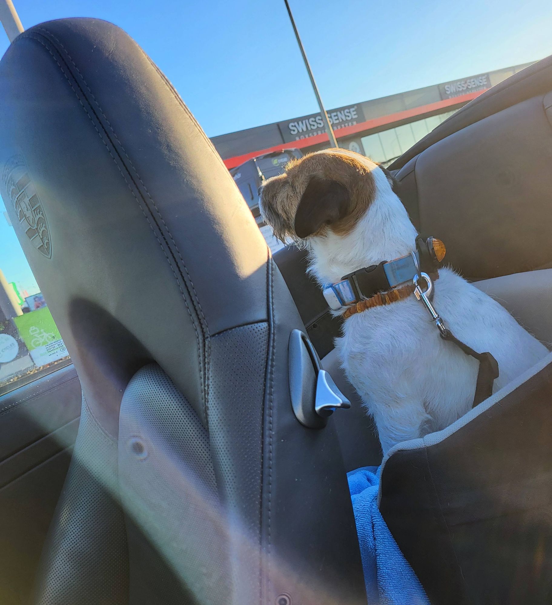 Kleiner Hund sitzt auf der Rücksitzbank eines offenen Cabrios und genießt die Januarsonne.