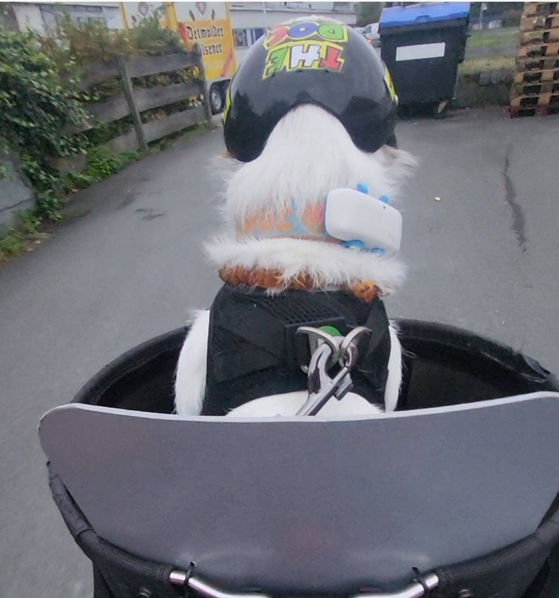 Kleine Hund sitzt in einem Lenkerkorb am Fahrrad und trägt einen Hundehelm