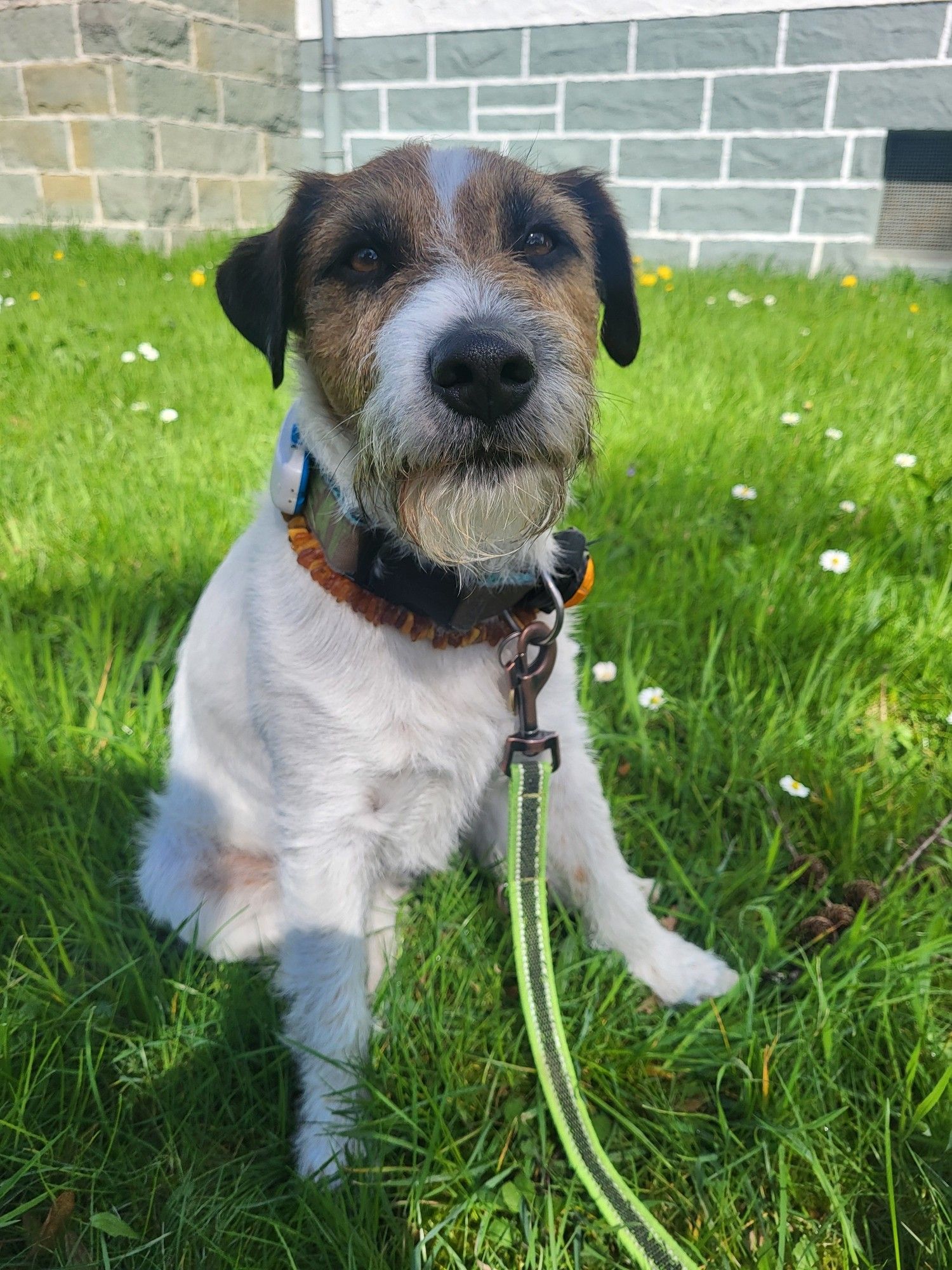 Kleiner Hund sitzt auf einer Wiese im Schatten