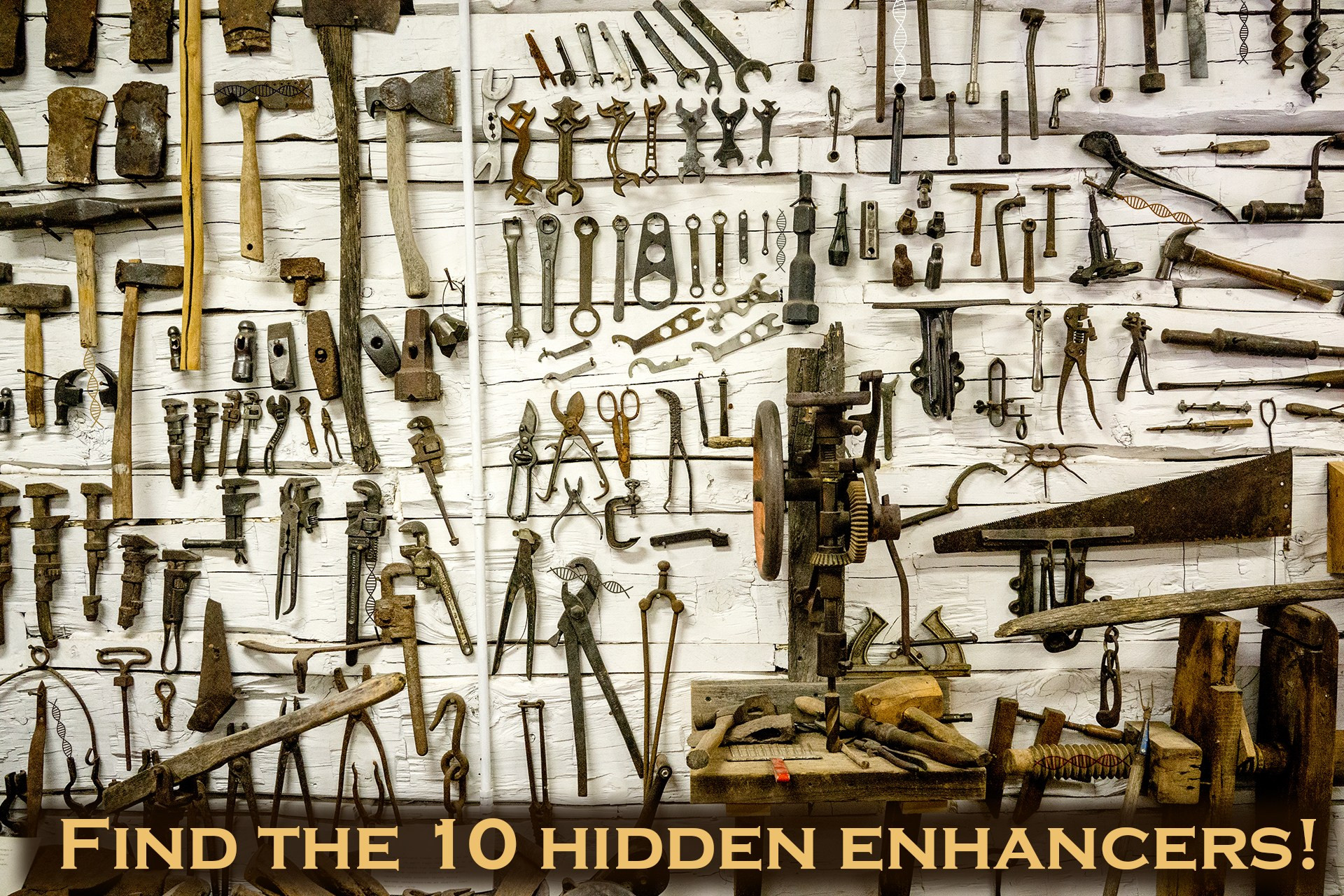 A busy tool wall in a shed. At the bottom there are instructions saying "Find the 10 hidden enhancers!" Across the wall between the tools are 10 enhancers, represented as DNA helices, but they are difficult to find in the style of a "hidden object" puzzle. Original photo by Lachlan Donald, https://www.flickr.com/photos/lox/9408028555