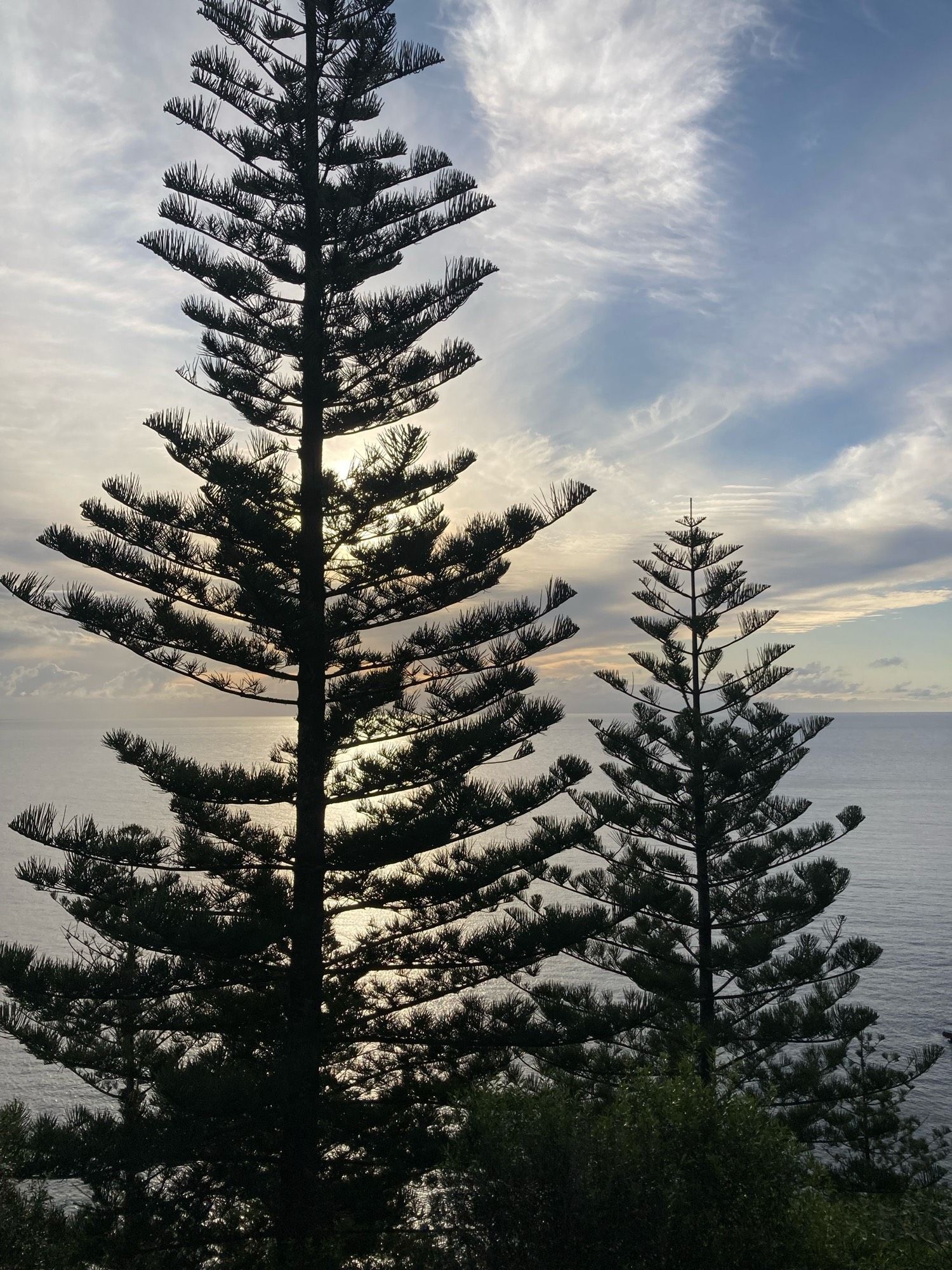 Two Norfolk Island pines on a cliff top with the sun reflecting off the sea behind them