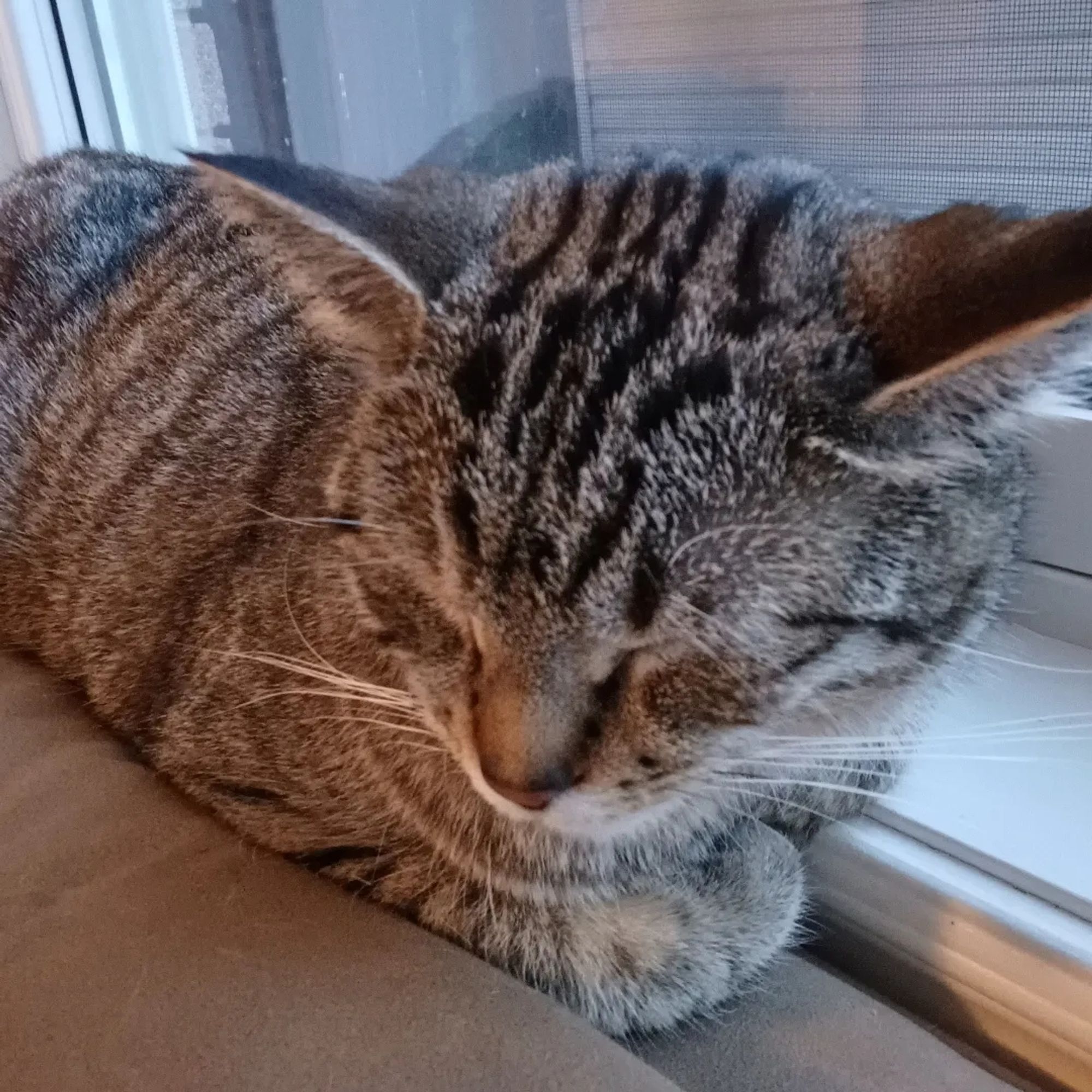 Brown tabby, sleeping on a windowsill 