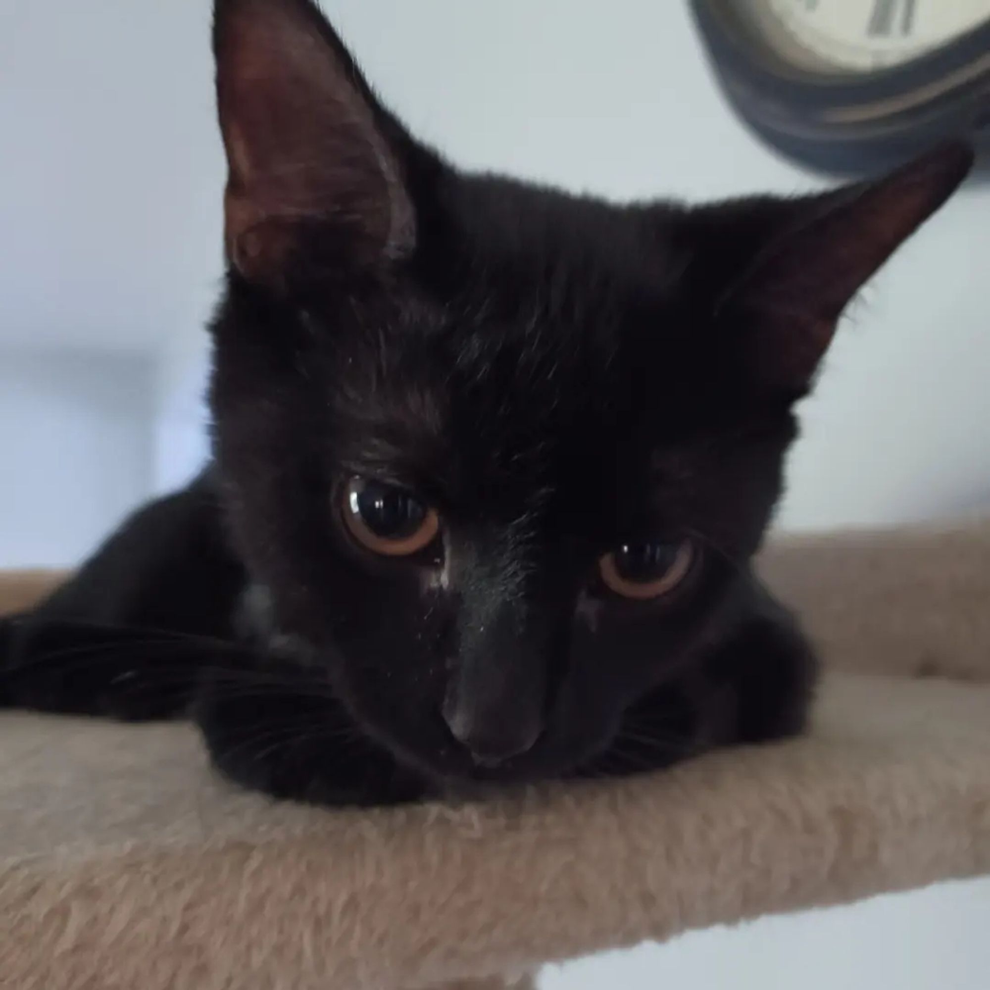 Close up of black male kitten lying on a cat tree