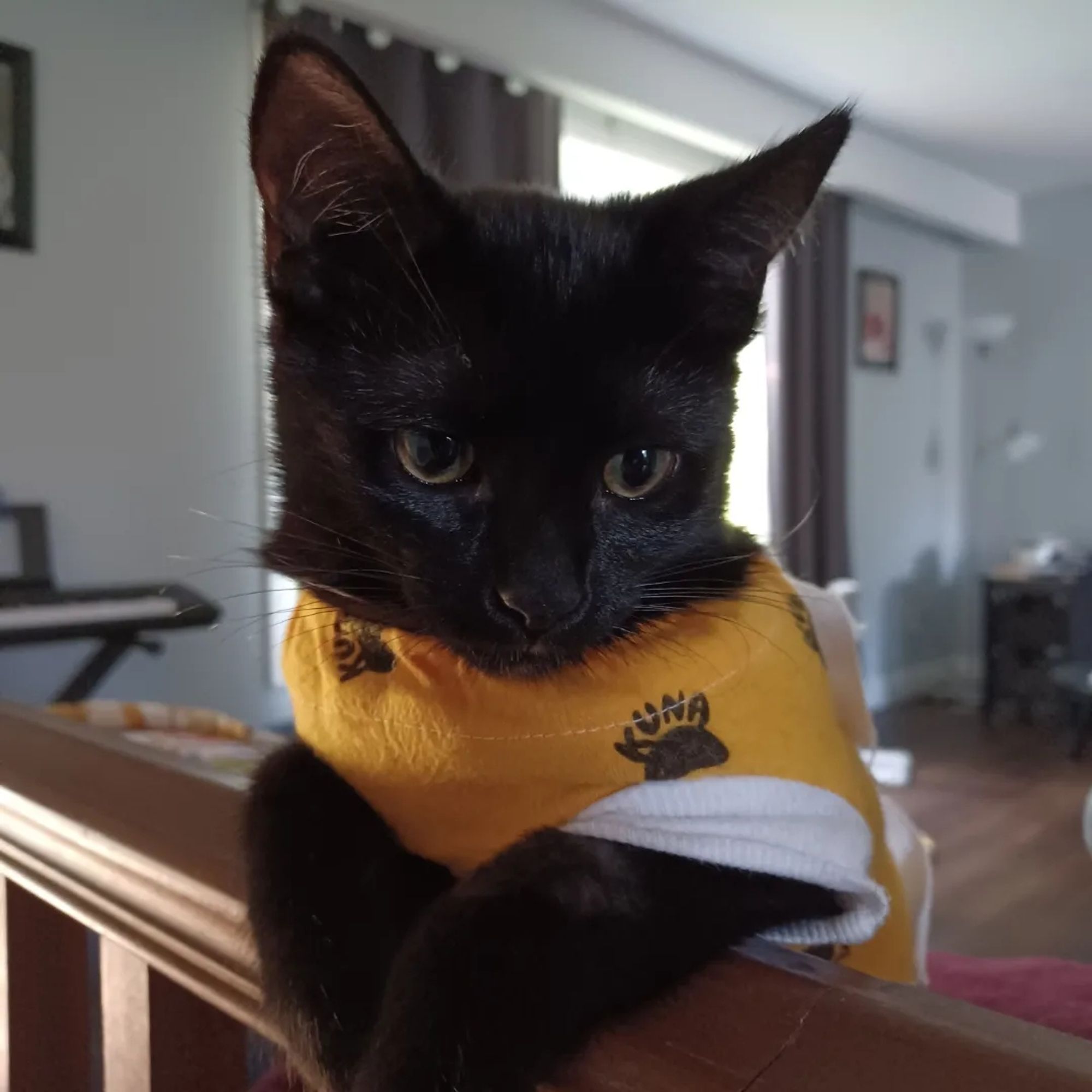 Black, female kitten in a yellow onesie with front paws perched on a wooden banister 