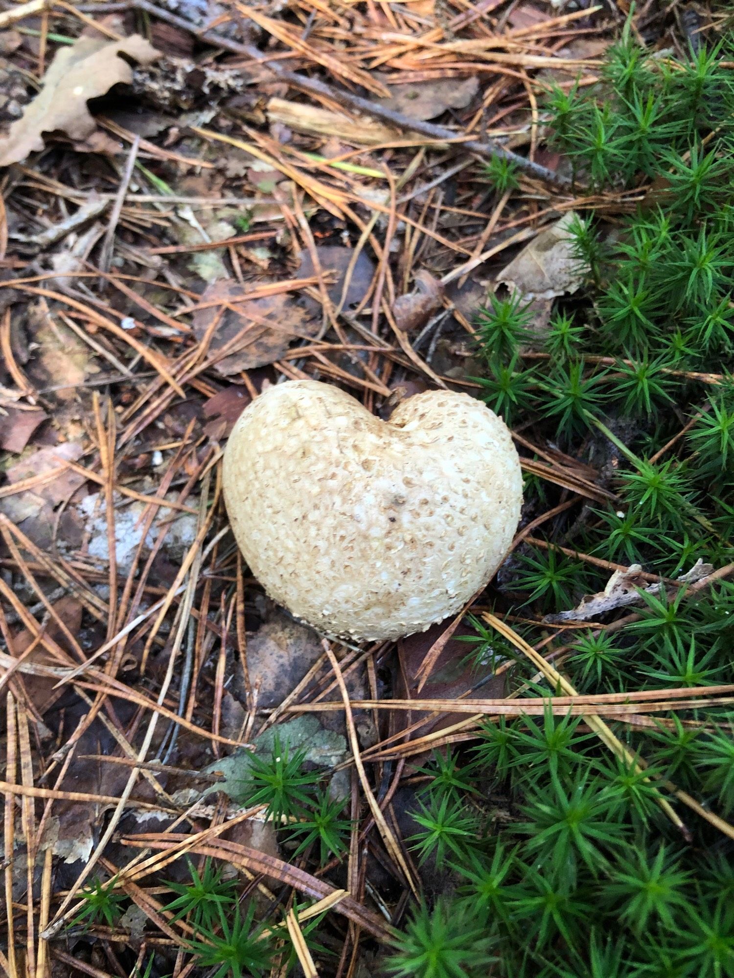 Waldboden mit Fichtennadeln und grünem Moos. In der Mitte ein weißer Pilz in Herzform.