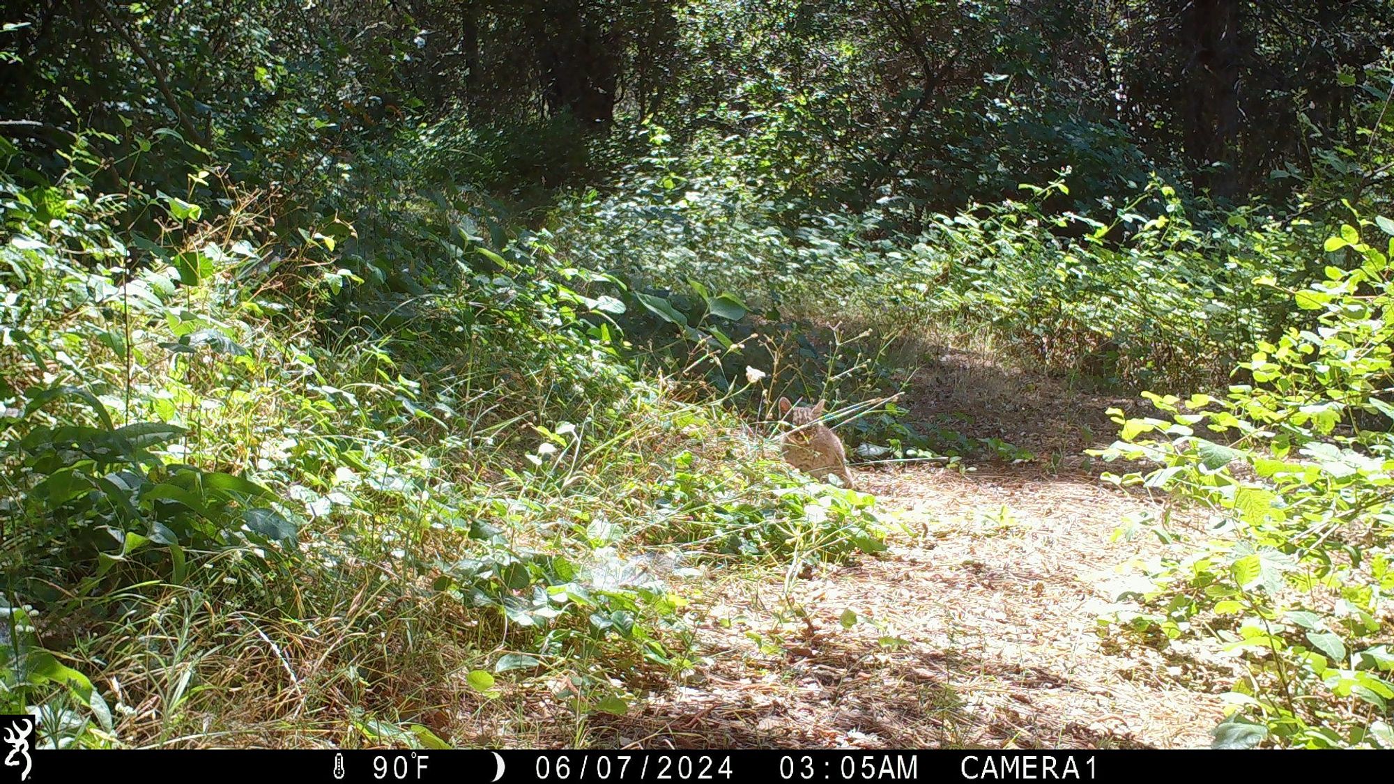 A small bobcat kitten is "hidden" in the grass next to a trail among green vegetation