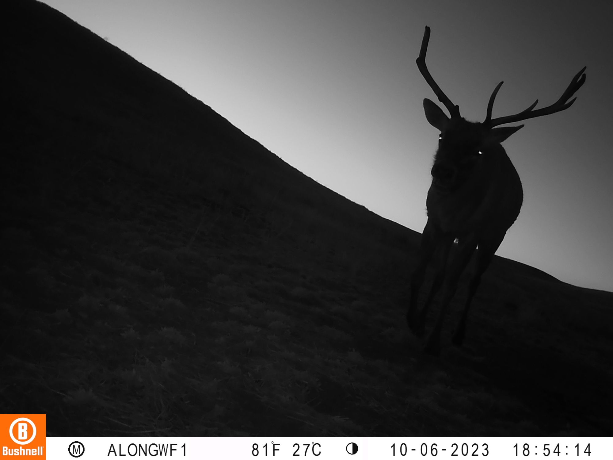 A black and white picture of a bull elk coming towards the camera