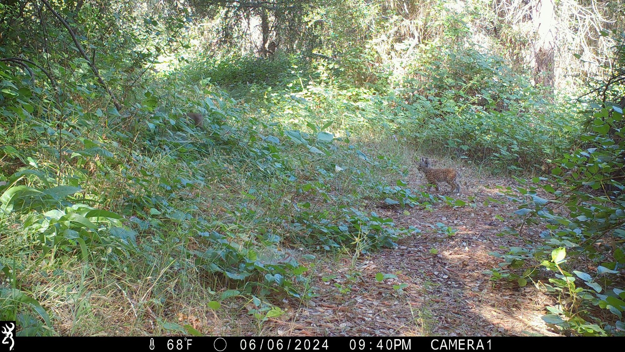 A picture of two bobcat kittens in the grass. One of the is in the grass and a blur but the other is is on a path looking at his sibling