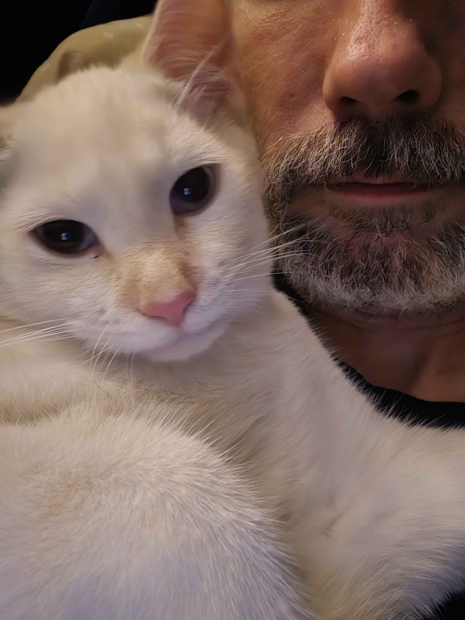 a photo of a white cat with blue eyes laying on my chest, the side of his head pressed against my cheek, looking forward at the camera. 