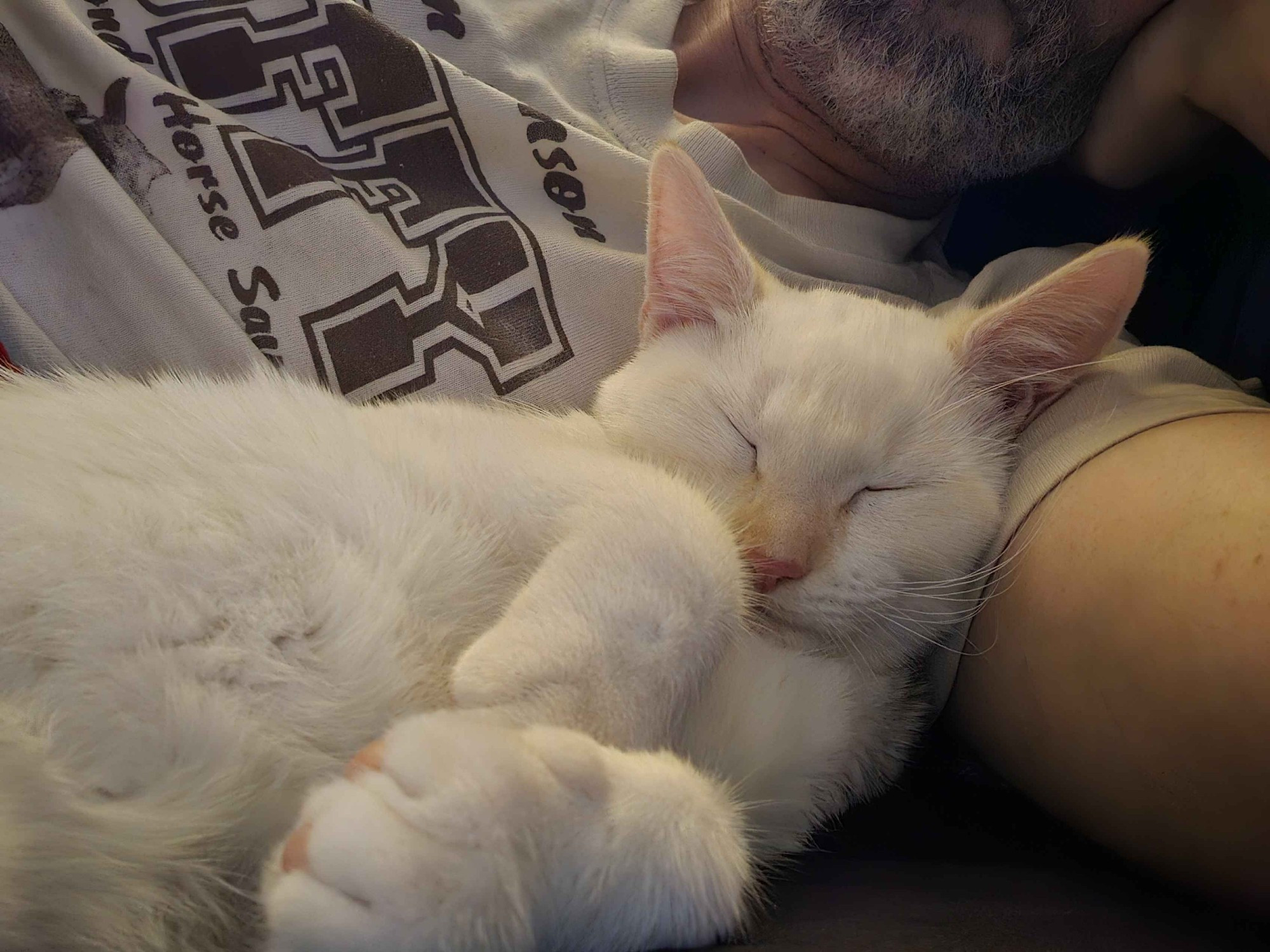 a five-month old white cat lying beside me, using my arm as a pillow, his paws up and curled in front of him, he looks so peaceful.