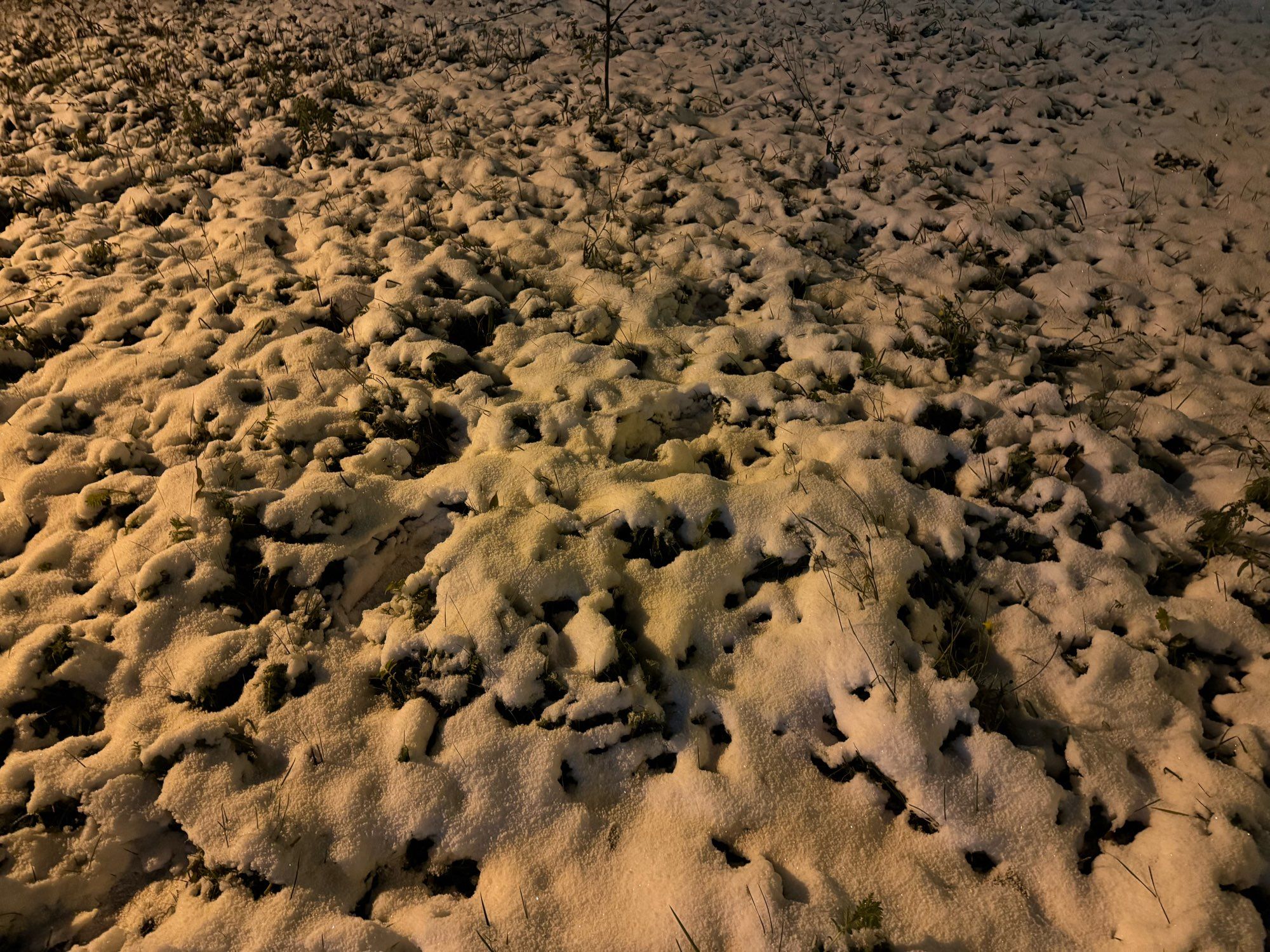 Schnee auf einer Wiese im Dunkeln.