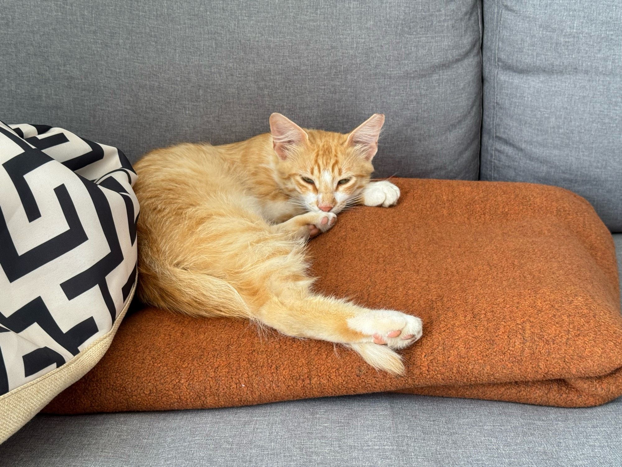 Kleiner, roter Kater auf dem Sofa unseres Hotelzimmers.