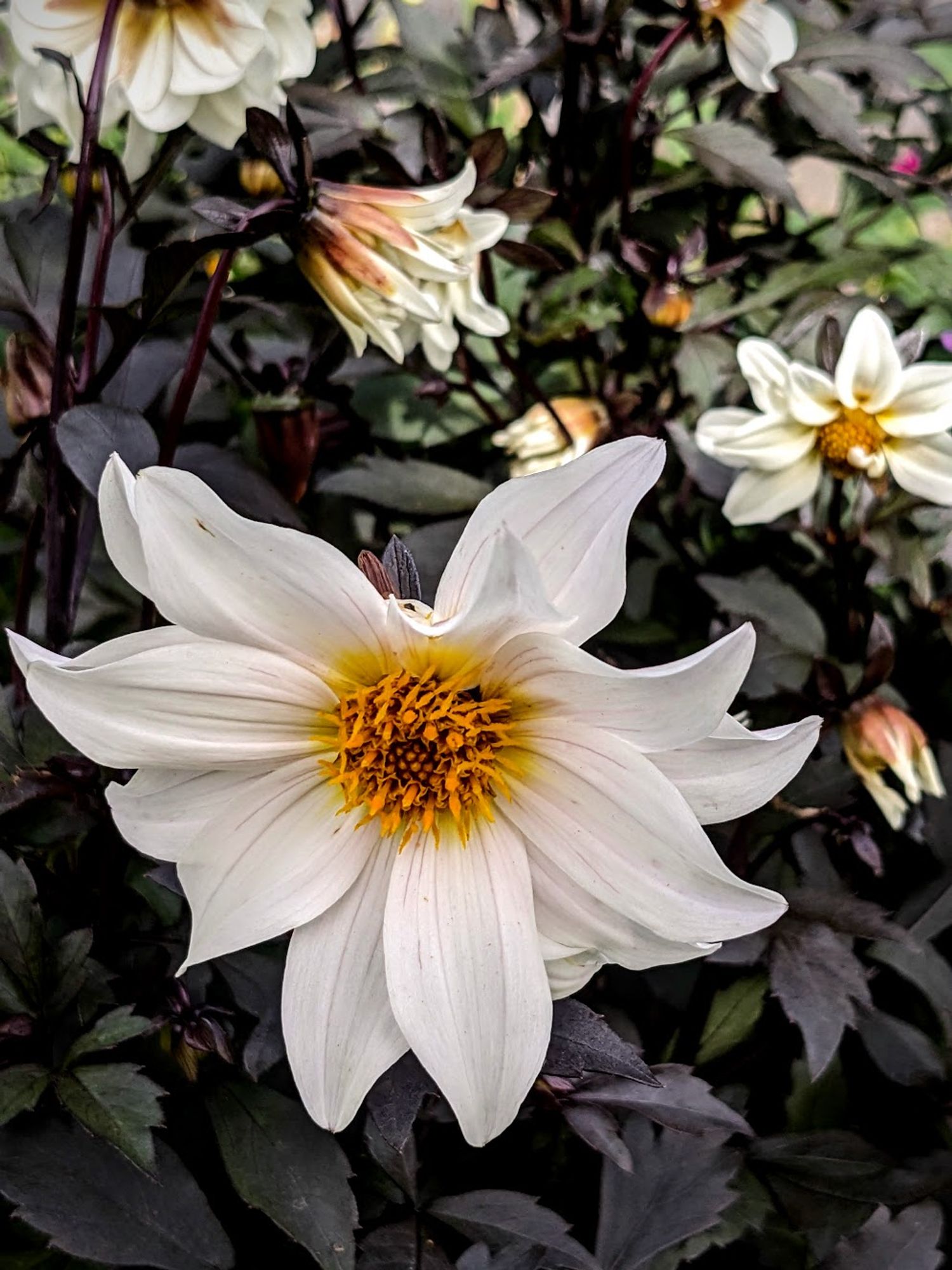 Photo d'une fleur de dahlia blanche, entourée des feuilles d'un rouge presque noir de sa plante