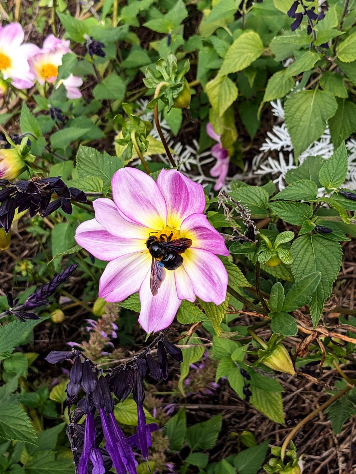 une fleur de dahlia rose et blanche avec, en son centre, une grosse abeille noire (abeille charpentière)