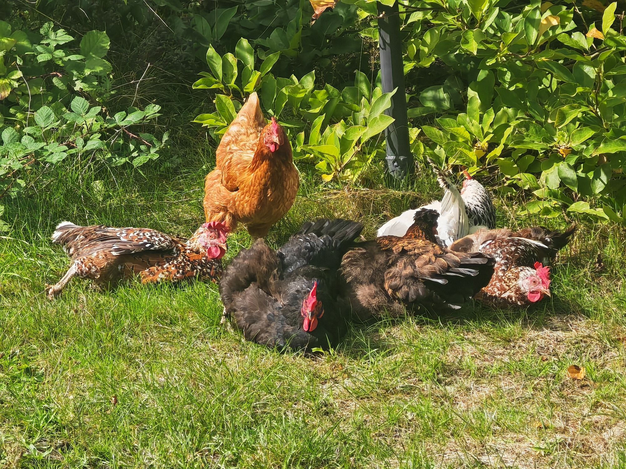 Ein bunter Haufen Hühner, alle genießen die Sonne