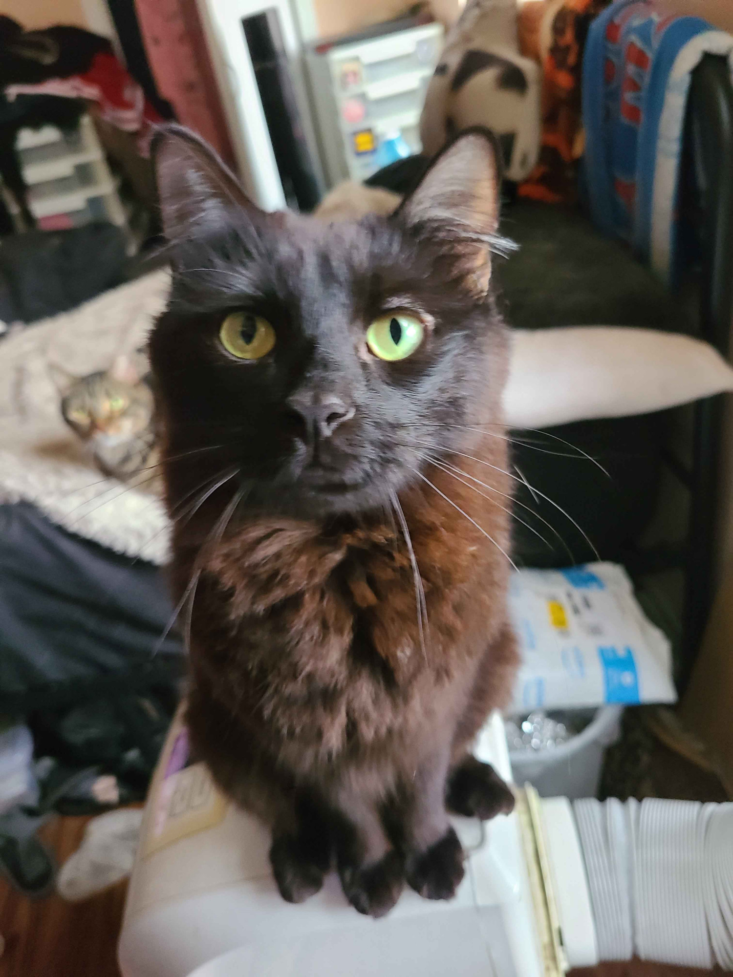 a fuzzy black cat is sitting on a portable a/c unit, looking straight at the camera. in the distance behind him, a brown tabby can be seen looking in the same direction.