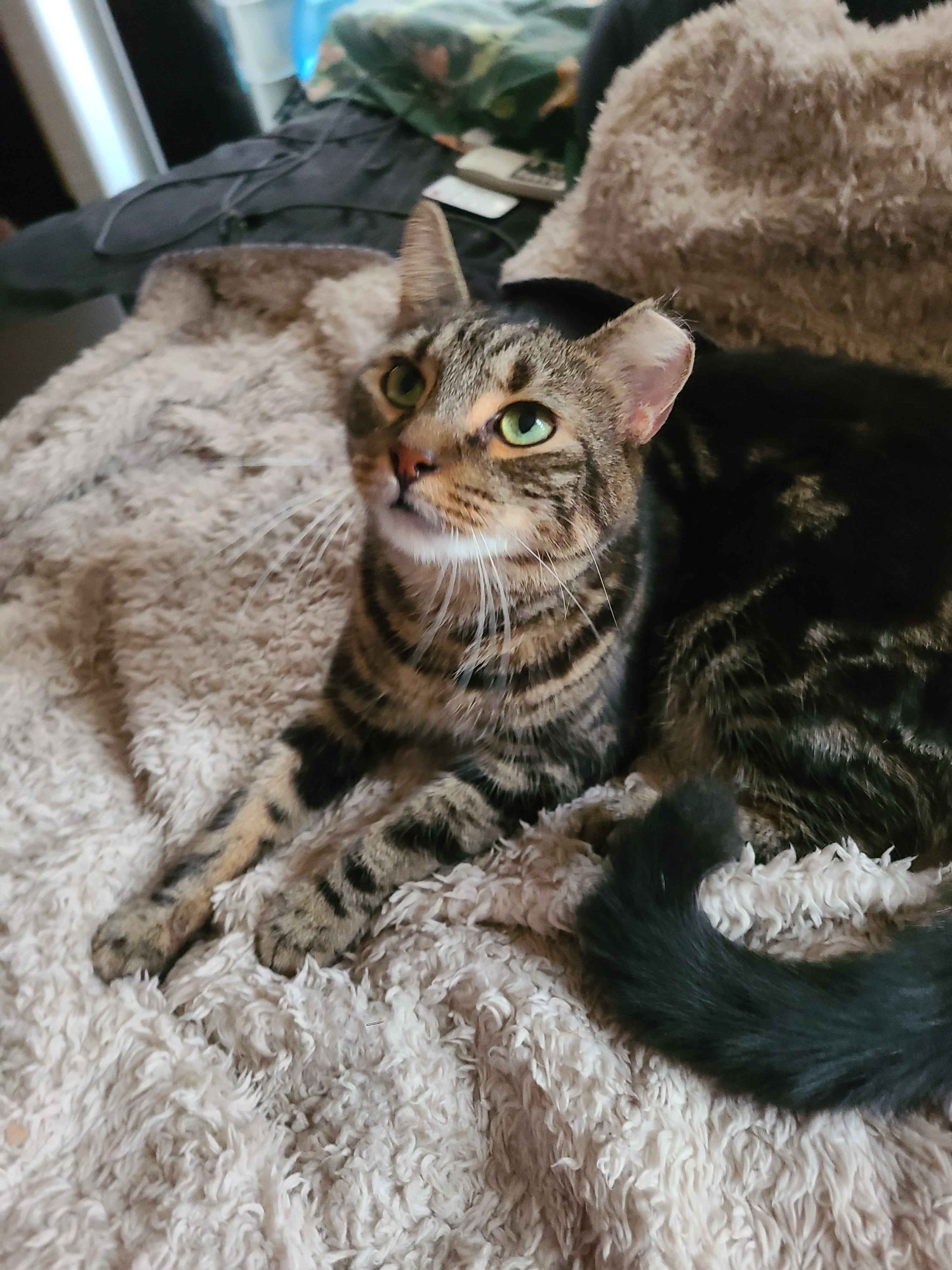 a brown tabby lays on a fuzzy blanket, looking up with his very pretty green eyes. he has a tipped left ear, giving him a roguish look