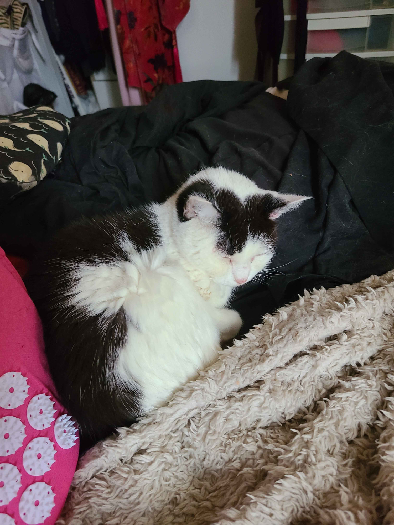 a white cat with black patches on her back and in between her little ears is curled up and trying to sleep while ignoring her bothersome human