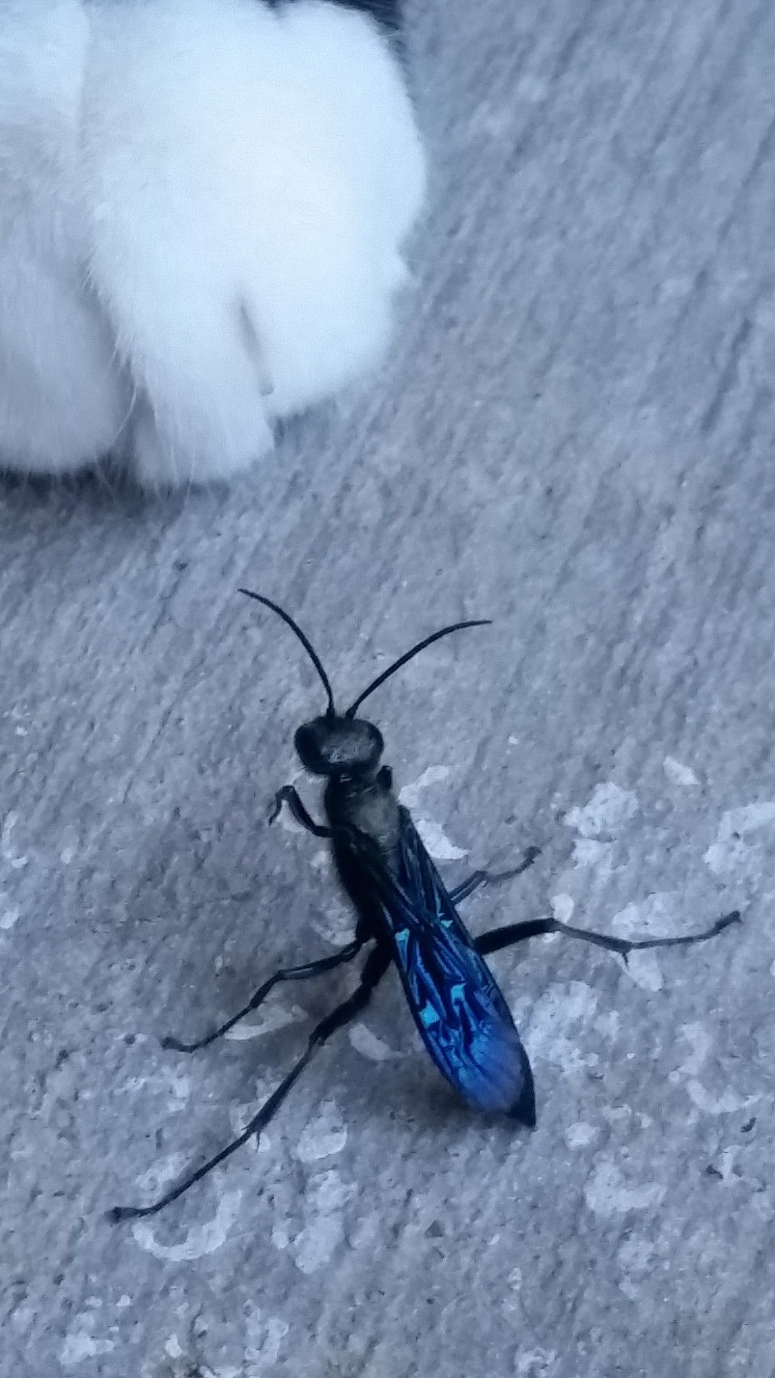 Standoff between a white cats paw and a tiny metallic blue bug, with its legs spread wide.