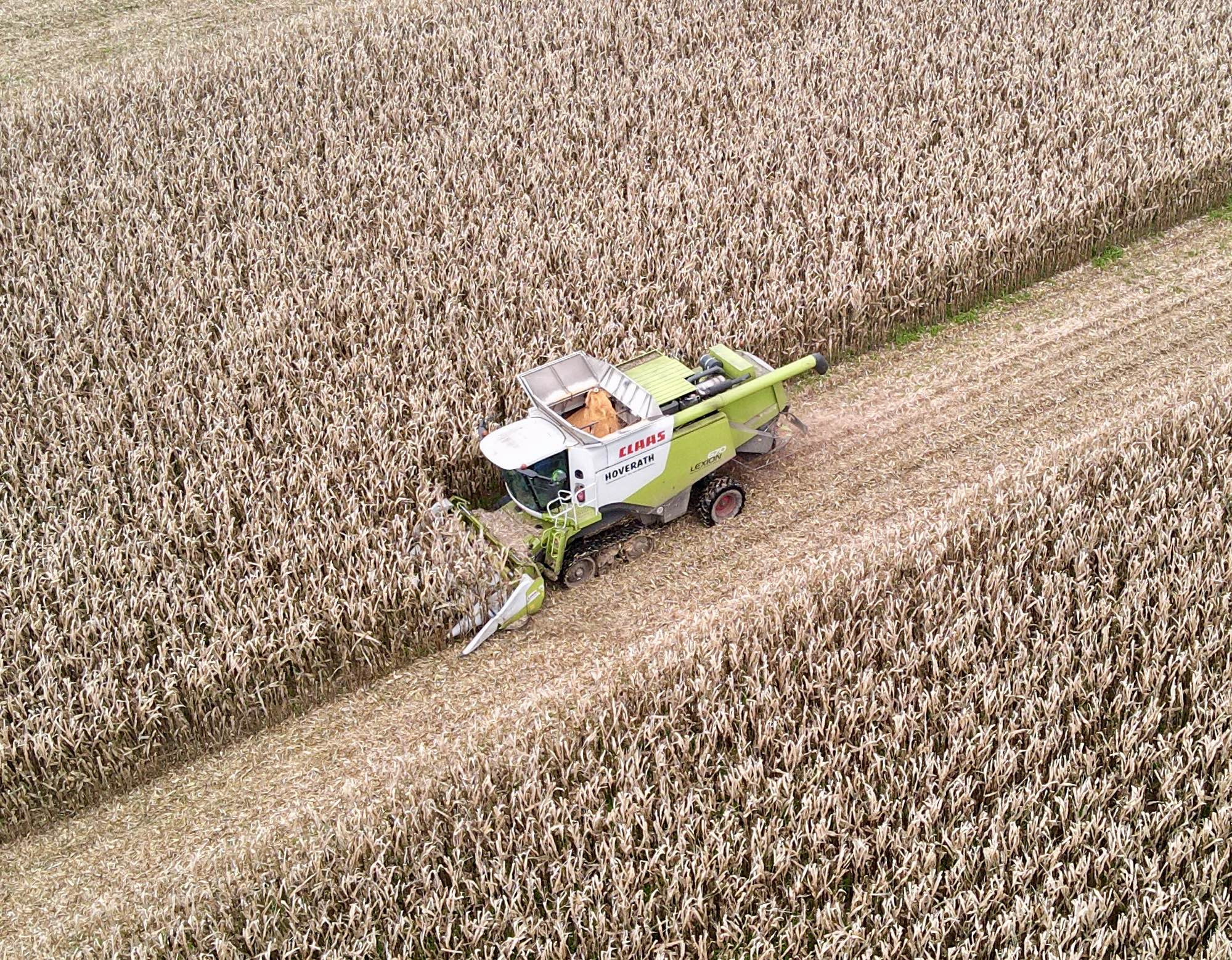 Mähdrescher erntet Körnermais