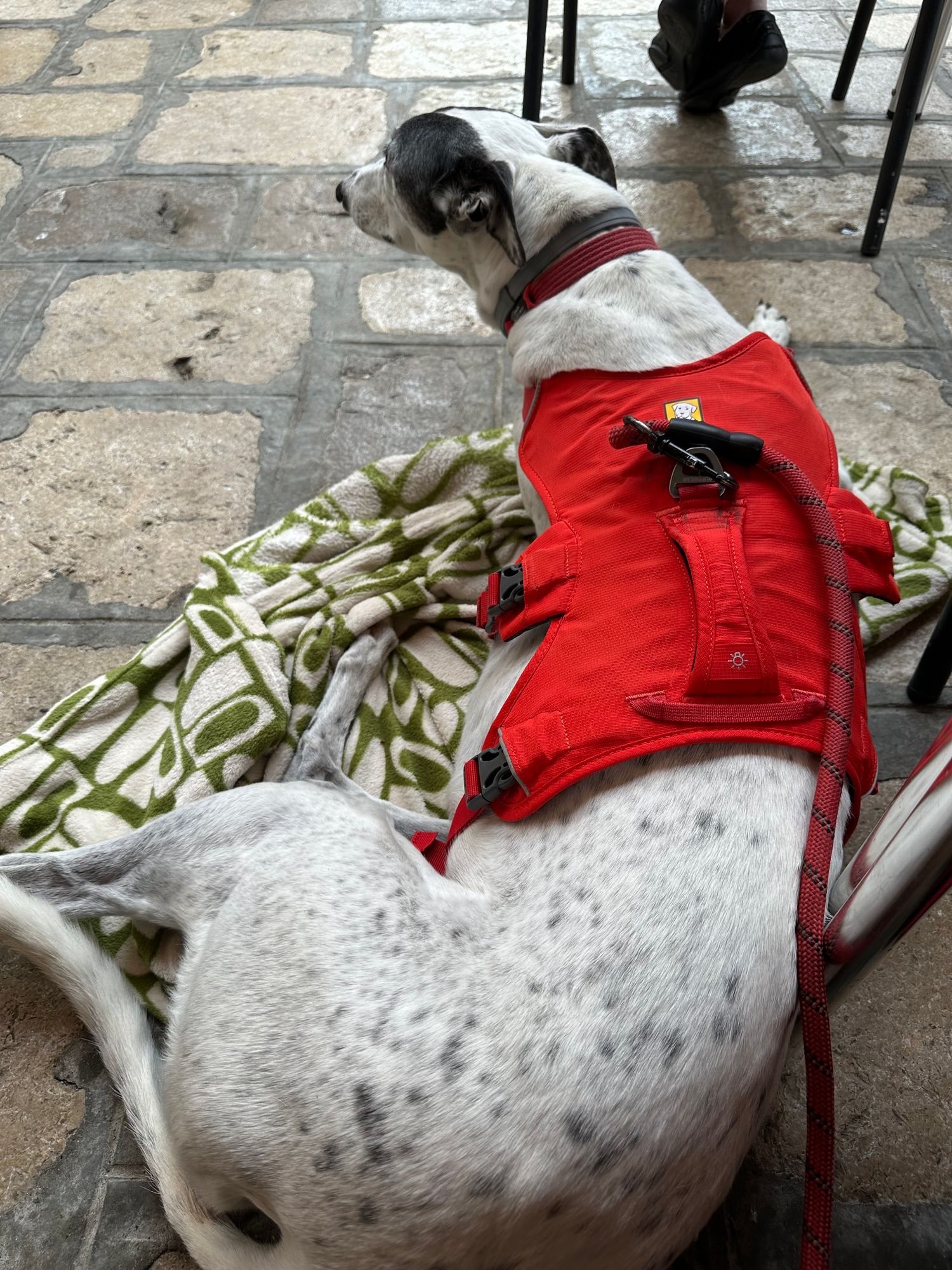 White greyhound with black ears and spots in a red harness, laying on a patterned rug on a paved patio. She is looking at diners who are out of the shot. 