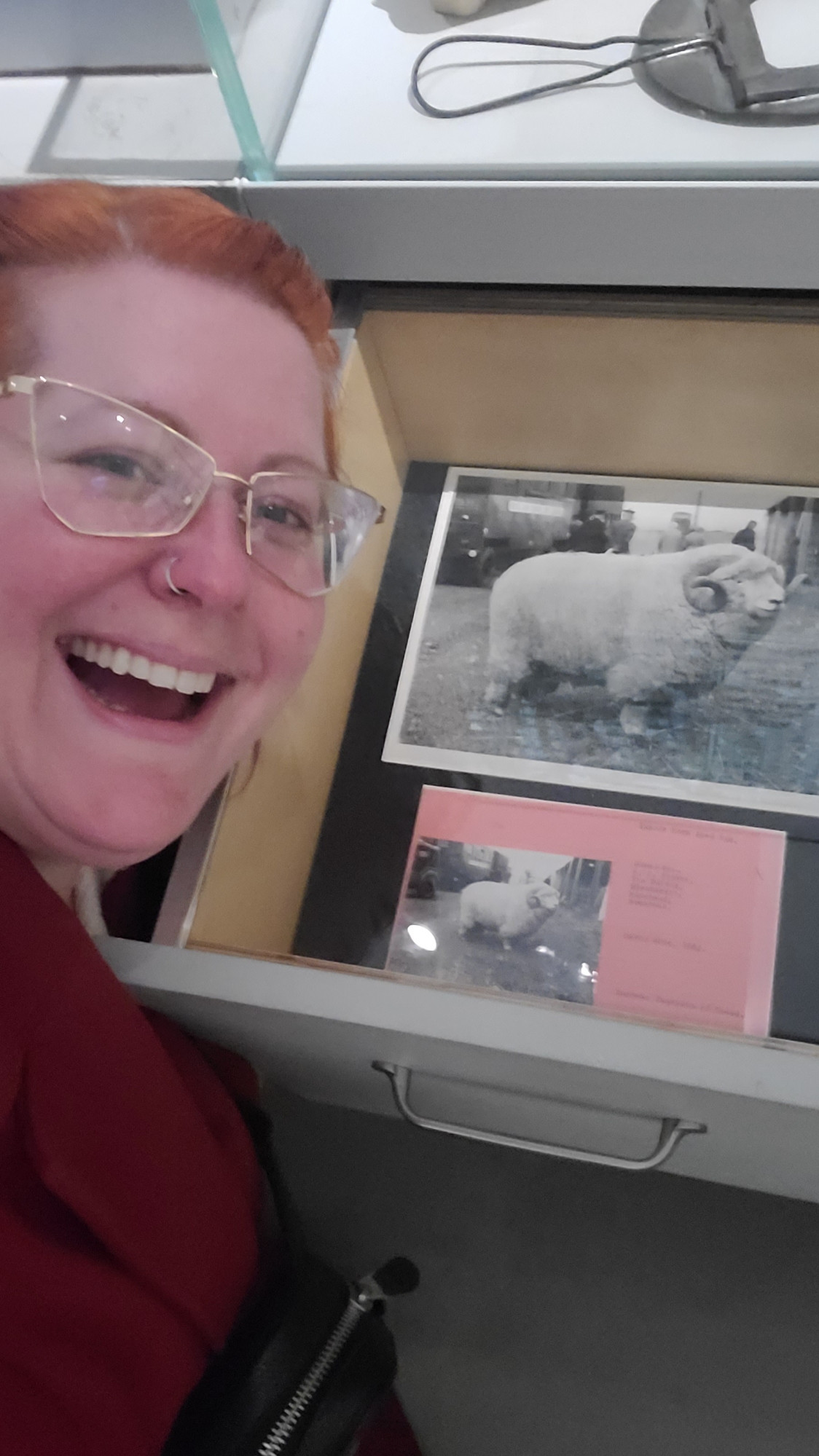 A white woman with red hair and glasses smiling next to an open drawer within the drawer is a black and white picture of a very very large sheep that went viral a few years ago