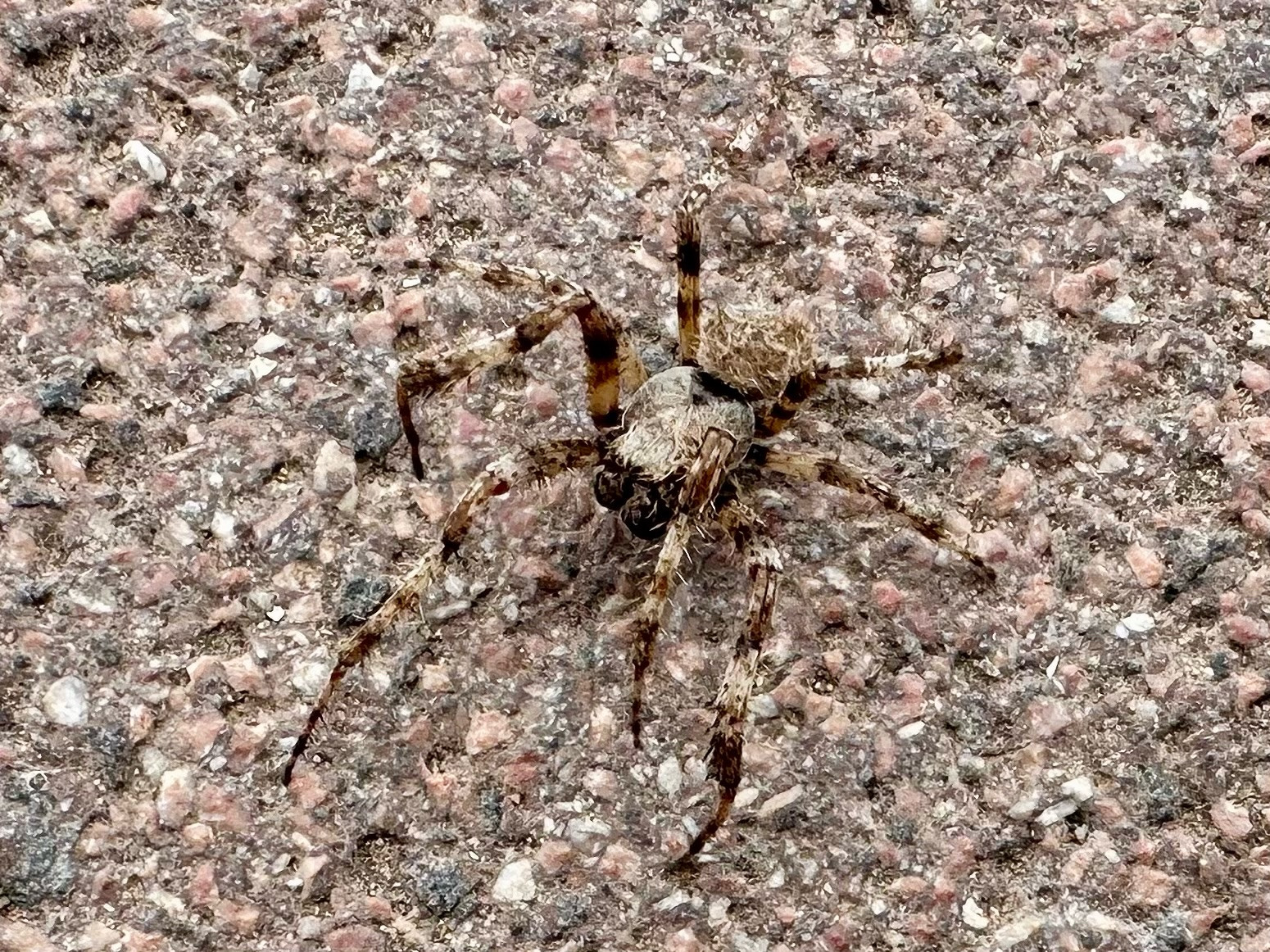 Araña grande de color marrón con elegante combinación de tonos