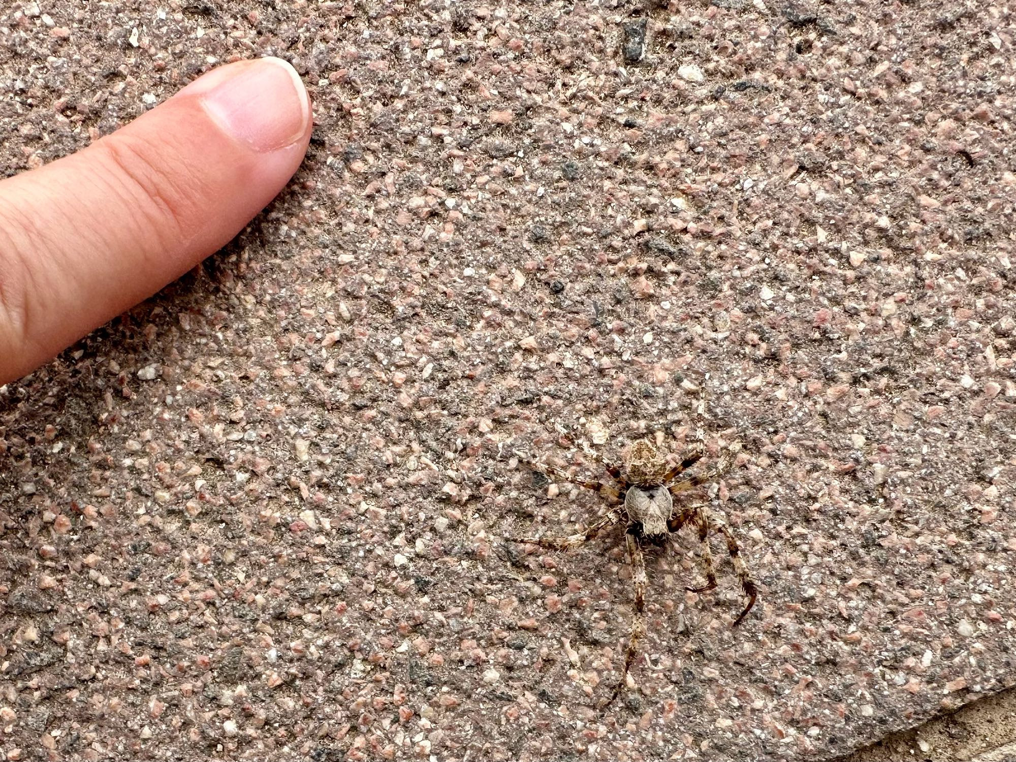 Araña grande de color marrón con elegante combinación de tonos