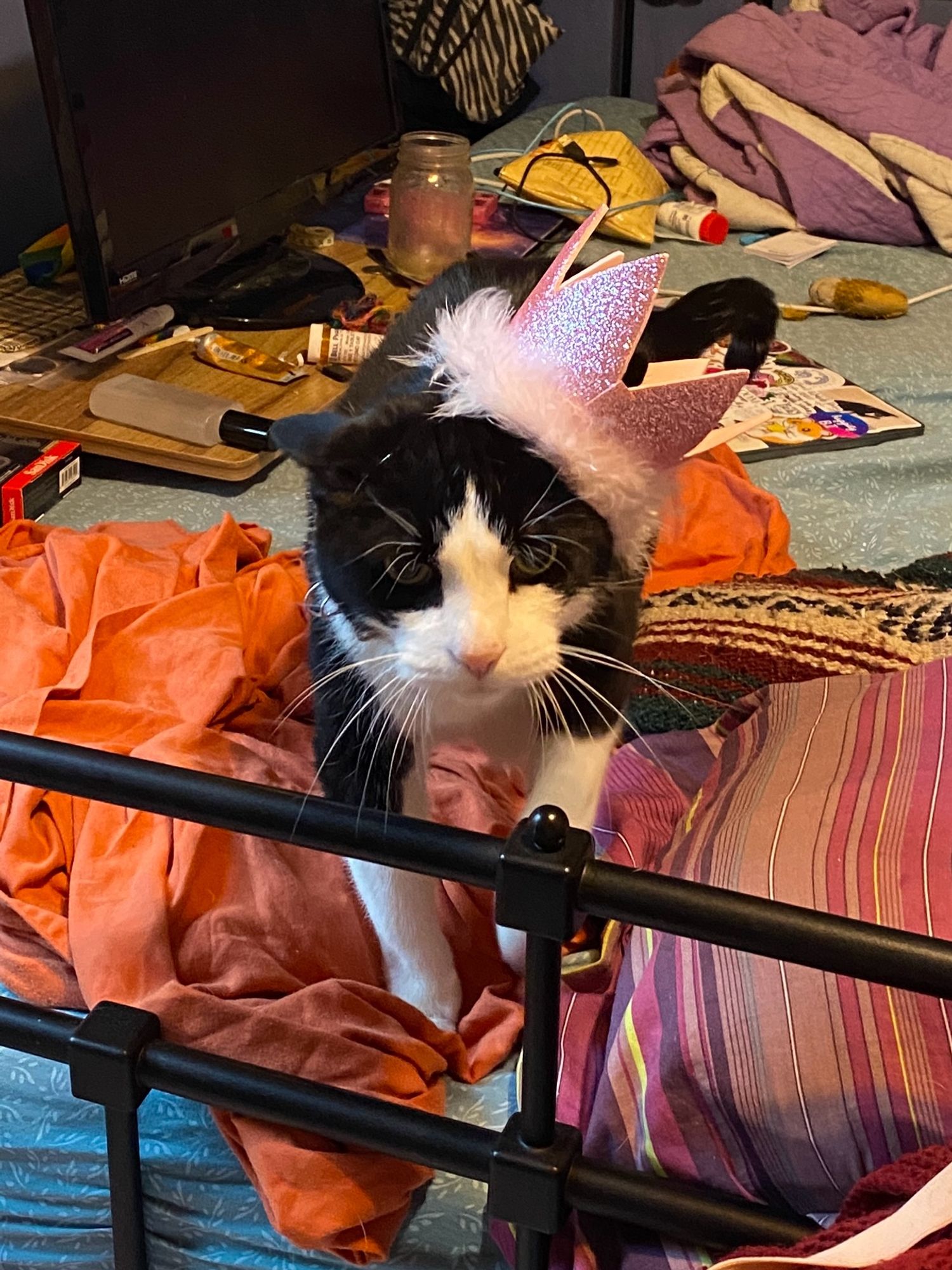 A black and white cat wearing a pink glittery crown on his head. He's walking towards the camera and the crown has now fallen down over one ear.