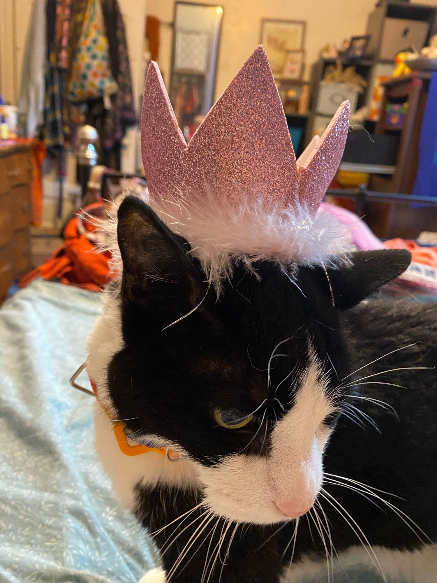 A black and white cat wearing a pink glittery crown on his head and looking down and away from the camera