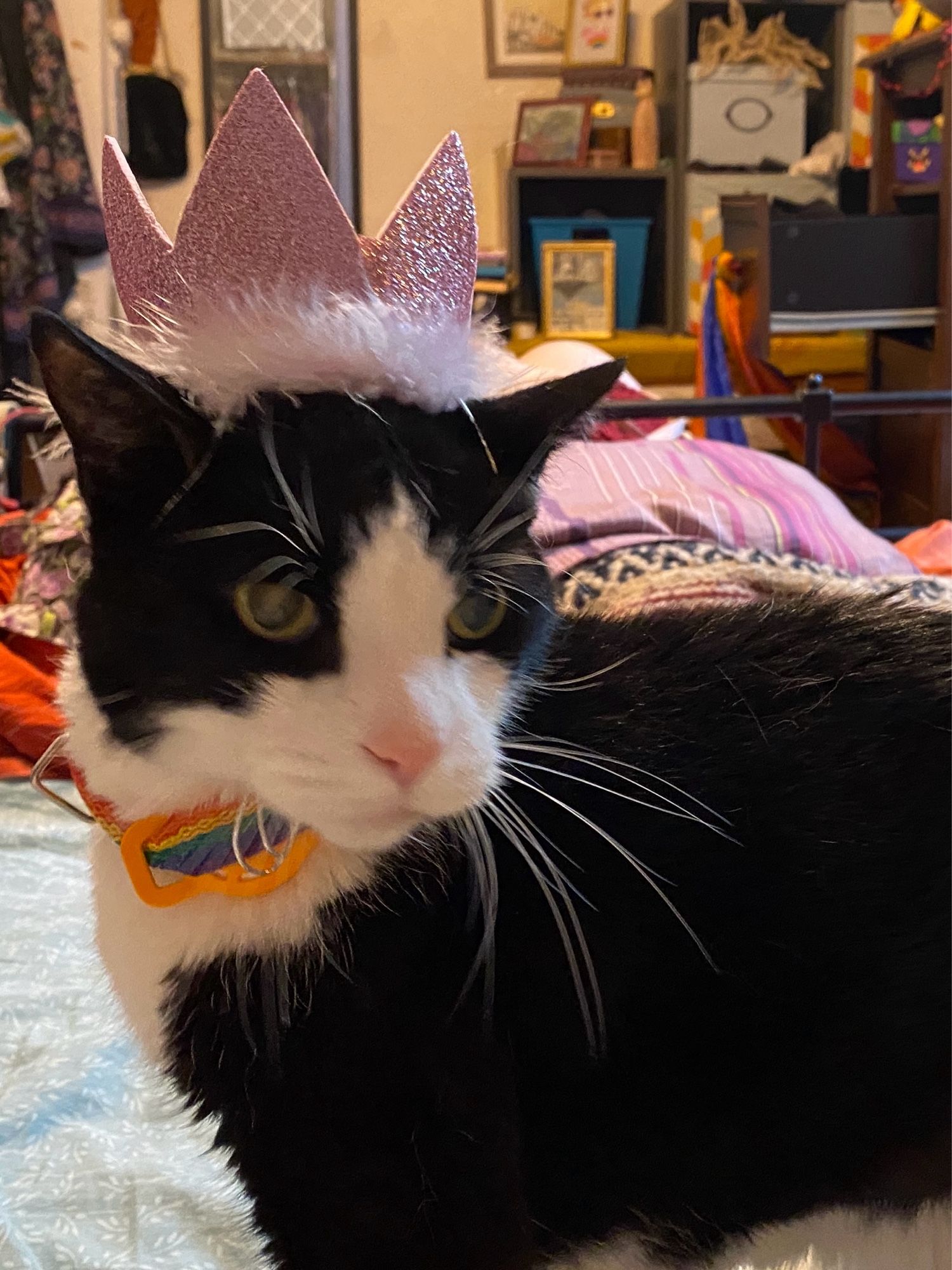 A black and white cat wearing a pink glittery crown on his head and staring into the camera looking baffled