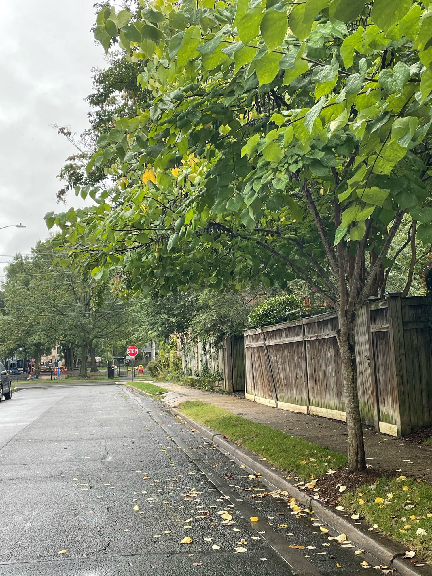 Redbud street tree without any broken branches hanging in the street