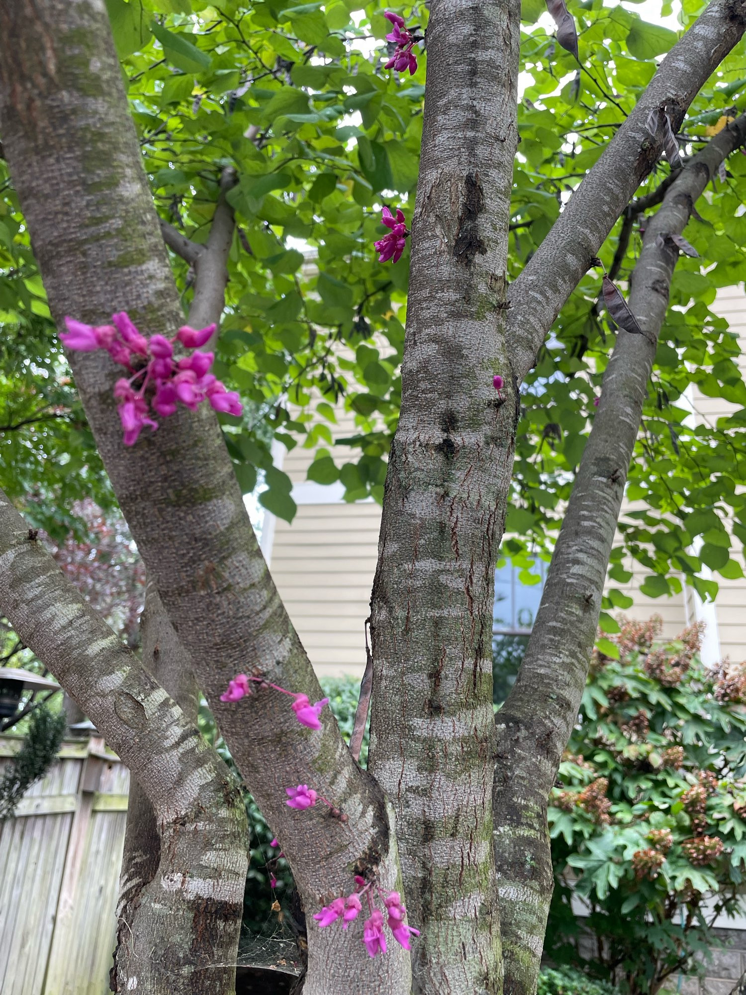 Redbud flowers in late September