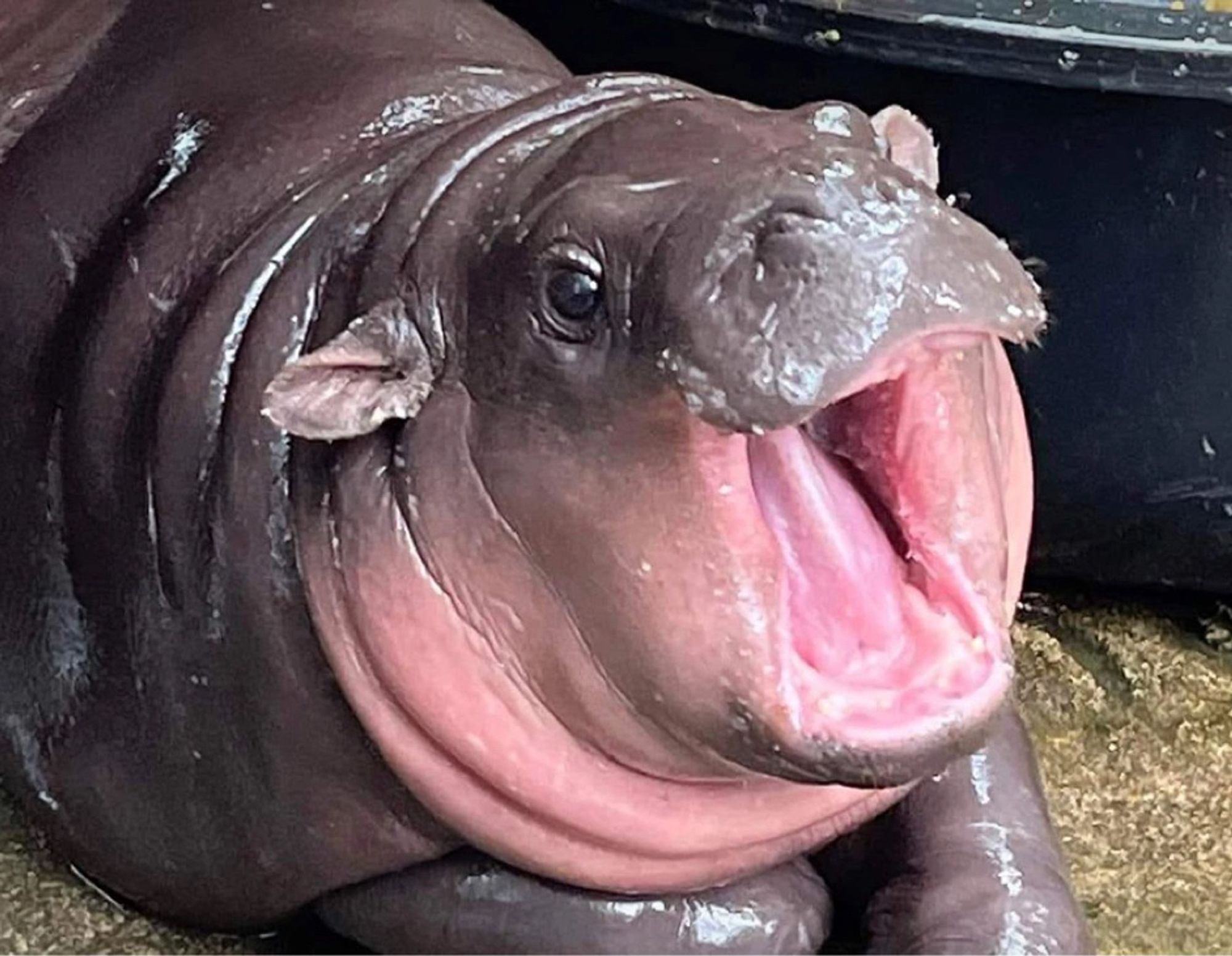 Moo deng the celebrity Pygmy hippo