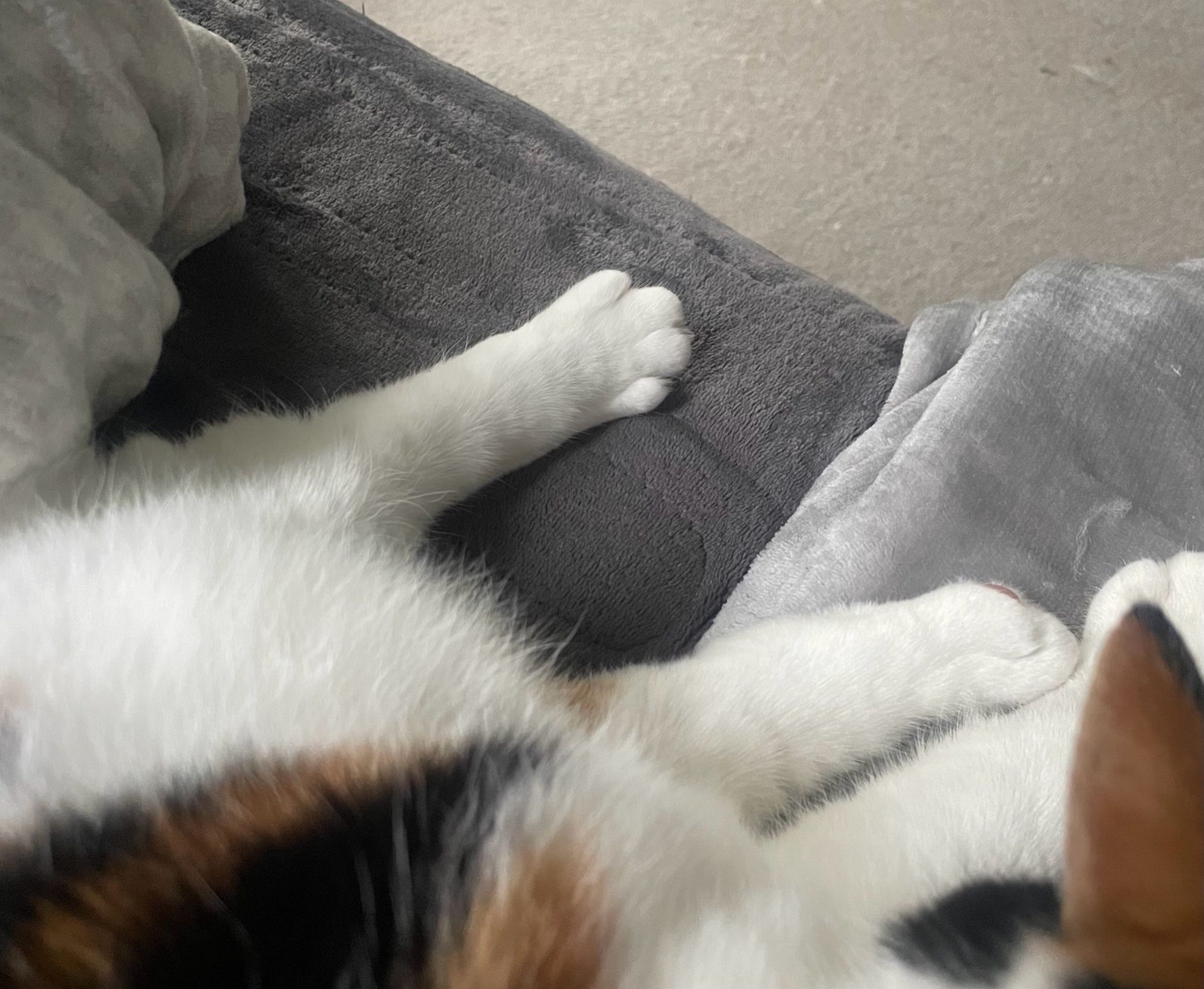 Lucy the calico cat curled up next to me in the sofa, one back foot stretched out in front of her