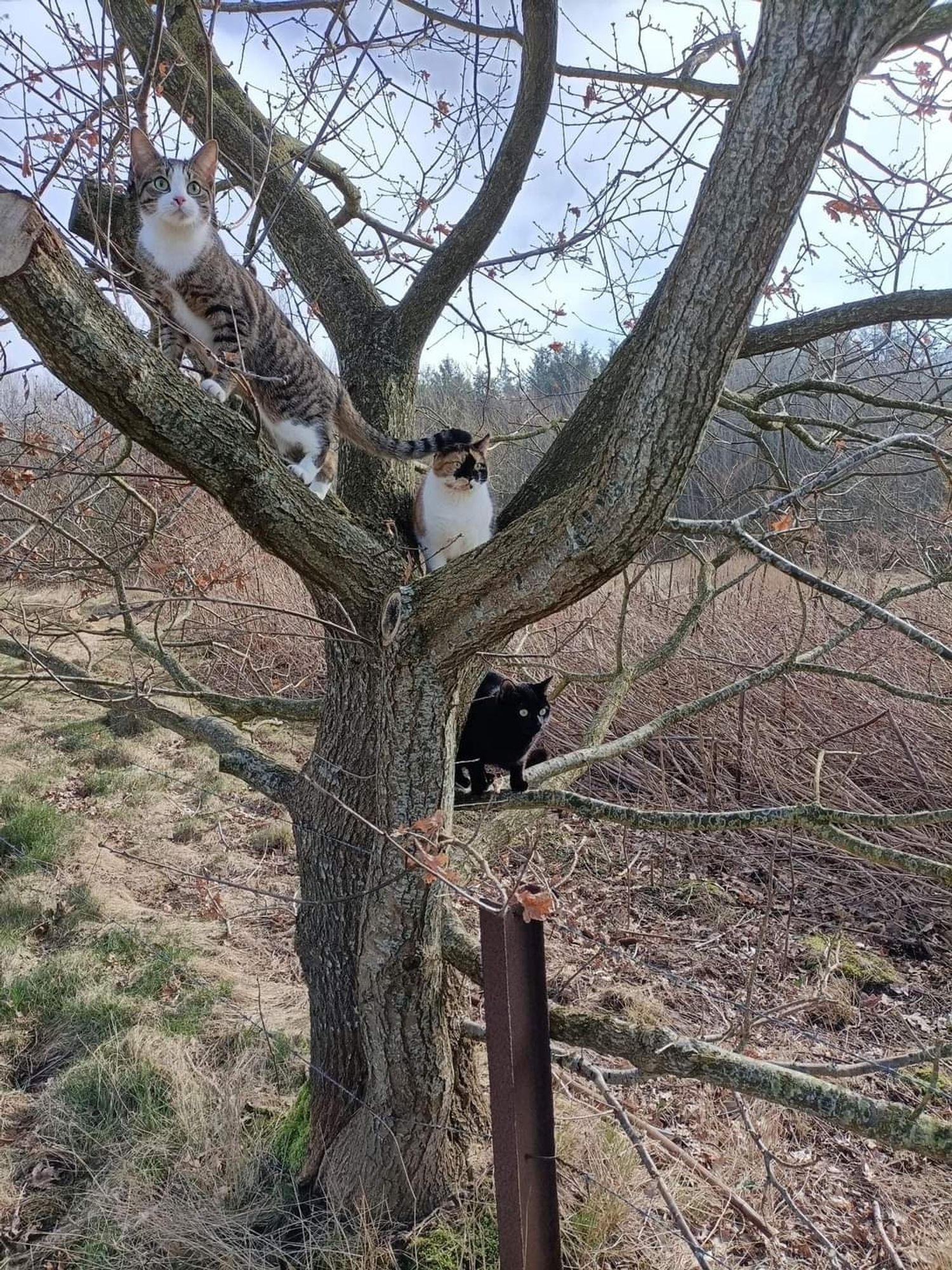 Blick auf einen knorrigen Baum auf dem drei Katzen klettern.