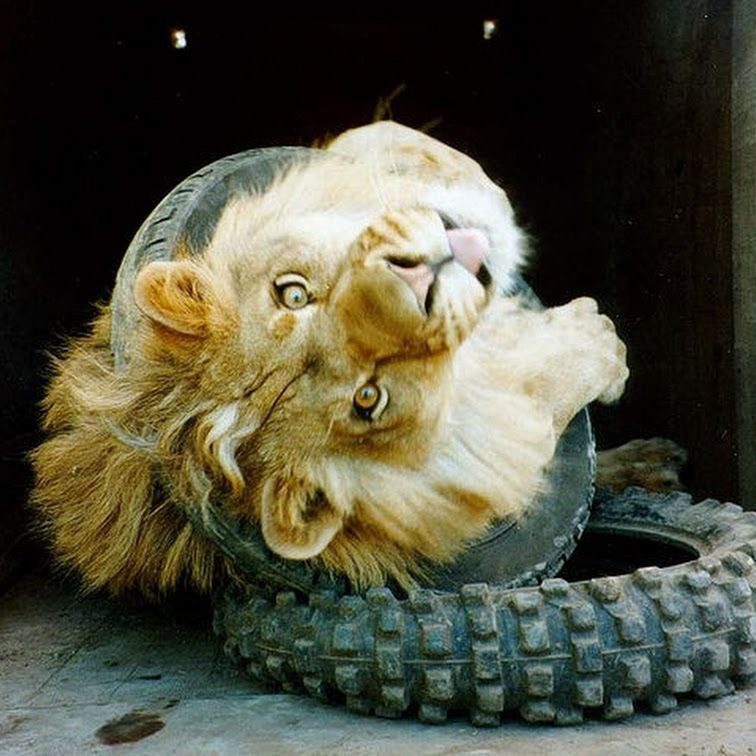 a lion doing a blep while sticking their head through a large vehicle tyre upside down