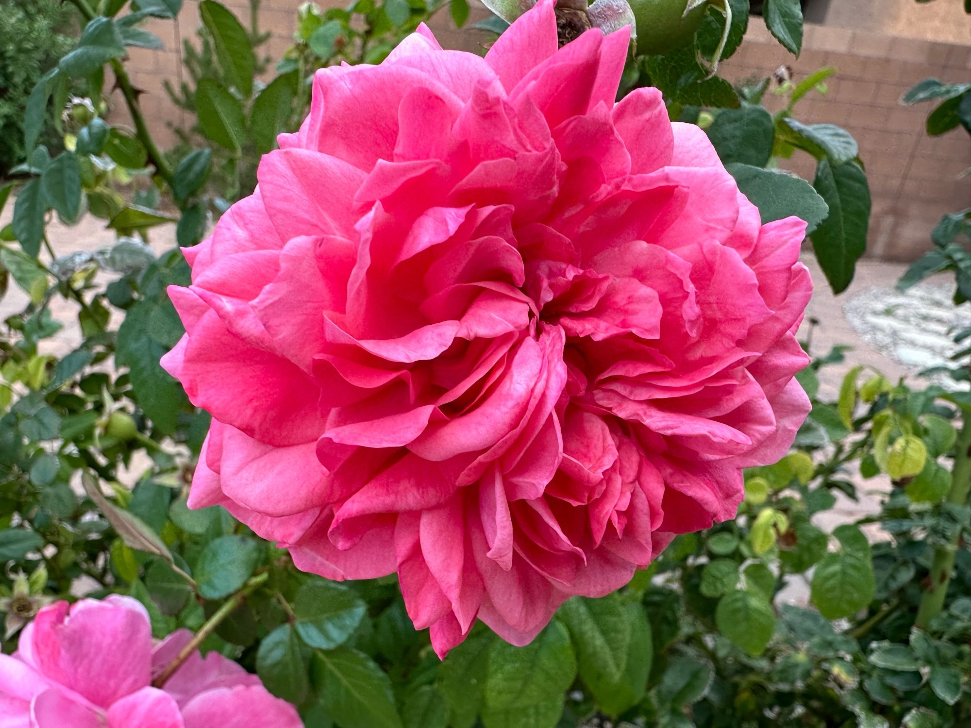 A nice pink rose, late blooming.  One of three!