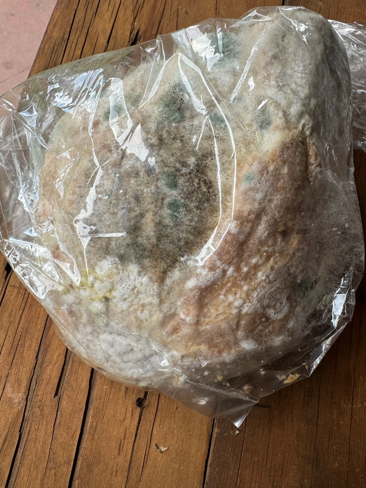 Grey mold on bread.