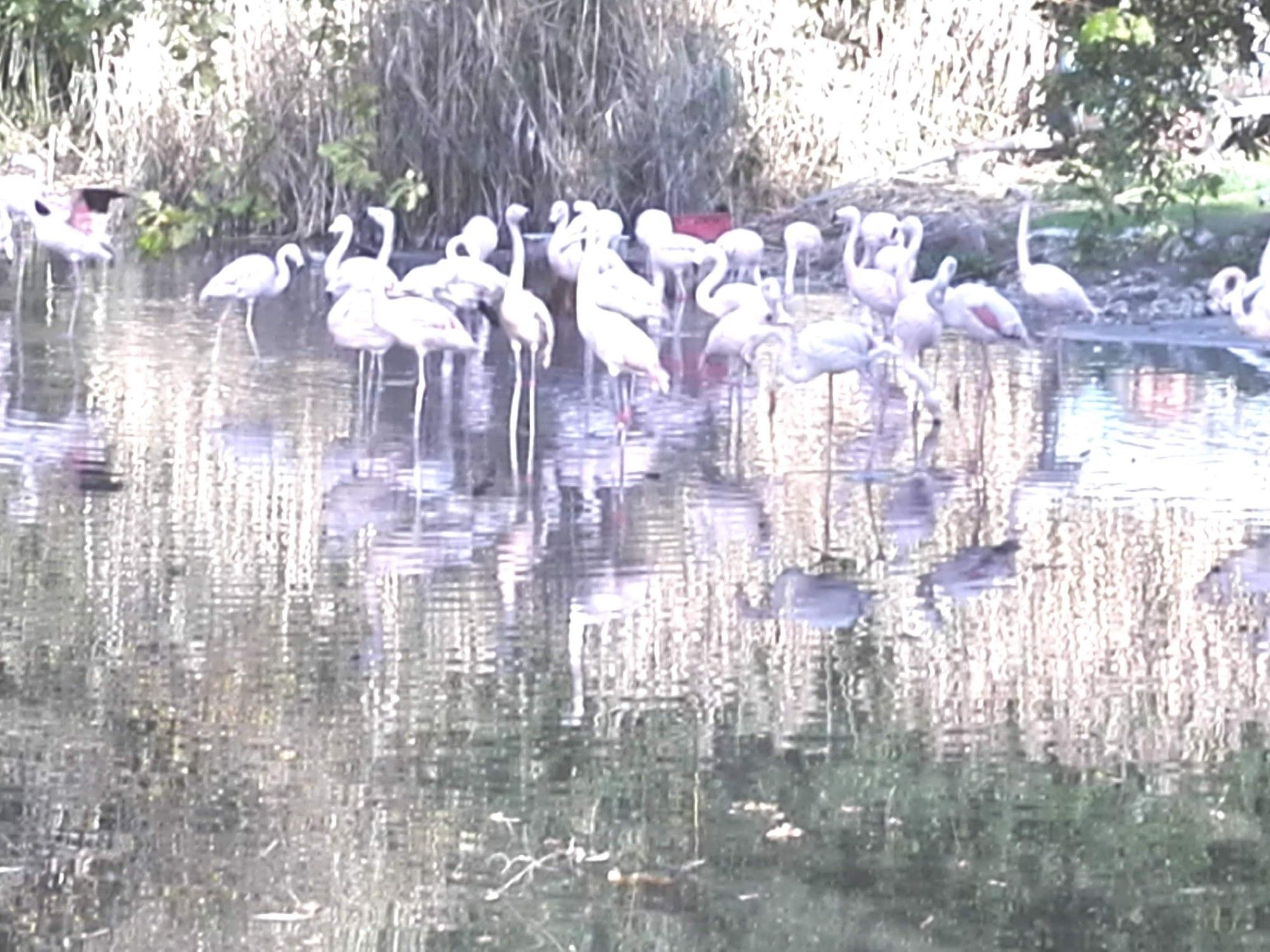 Flamingos in einen Teich.
Büsche am Ufer.