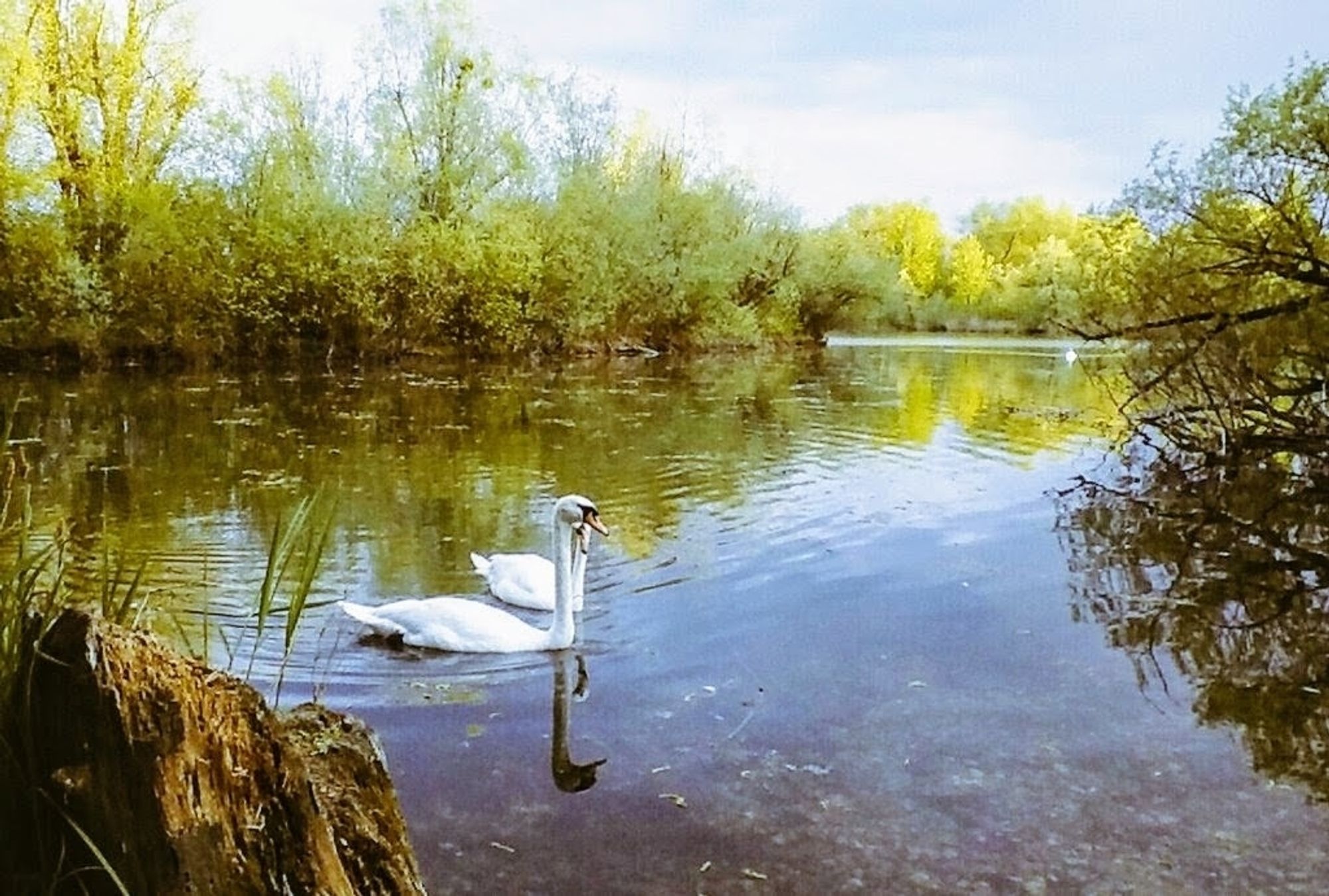 Zwei Schwän, nah beieinander, im See. Am Ufer grüne Sträucher. Im Wasser spiegelt sich der weißblaue Himmel.