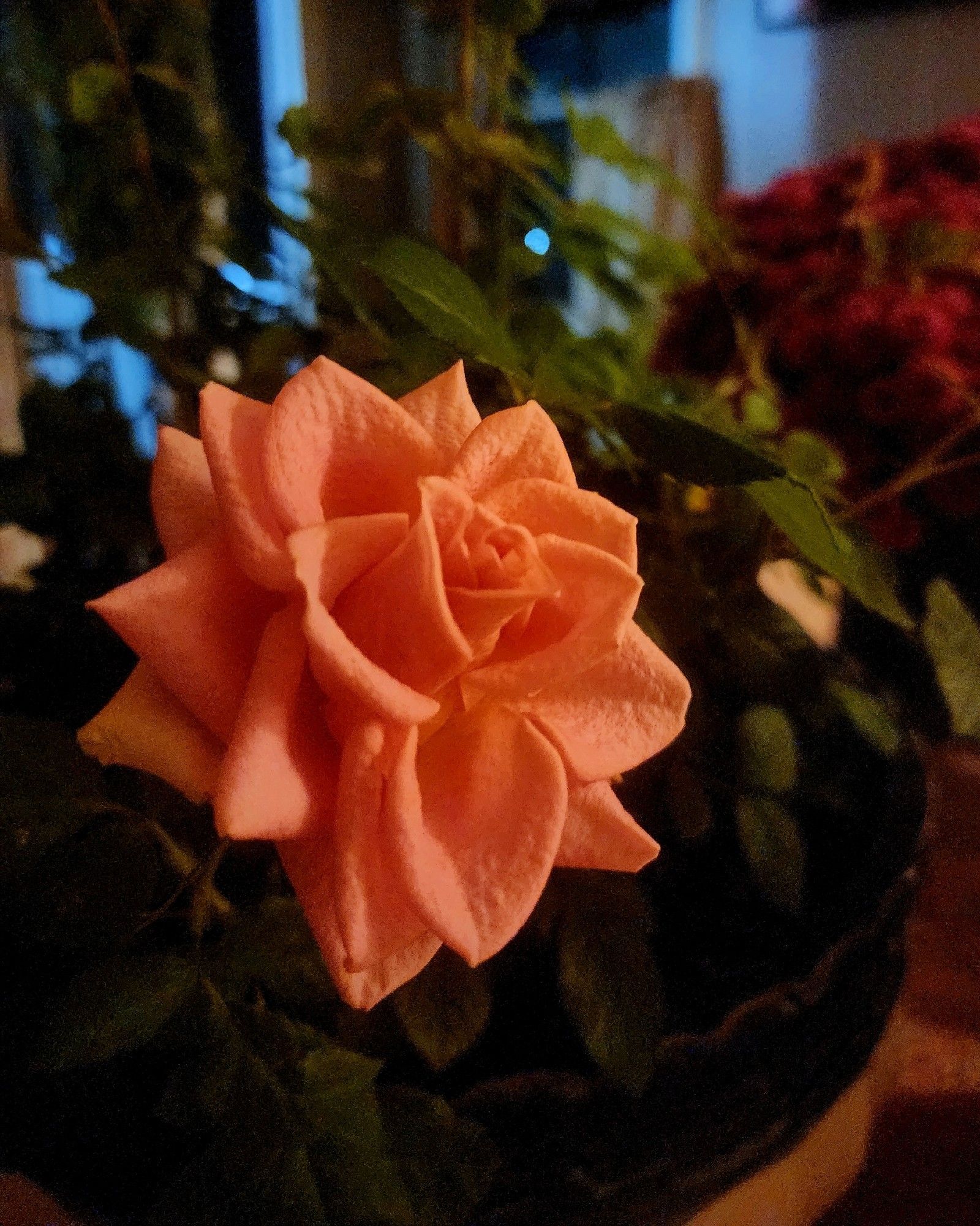 Small potted rose with pink bloom. Red mums in the background.