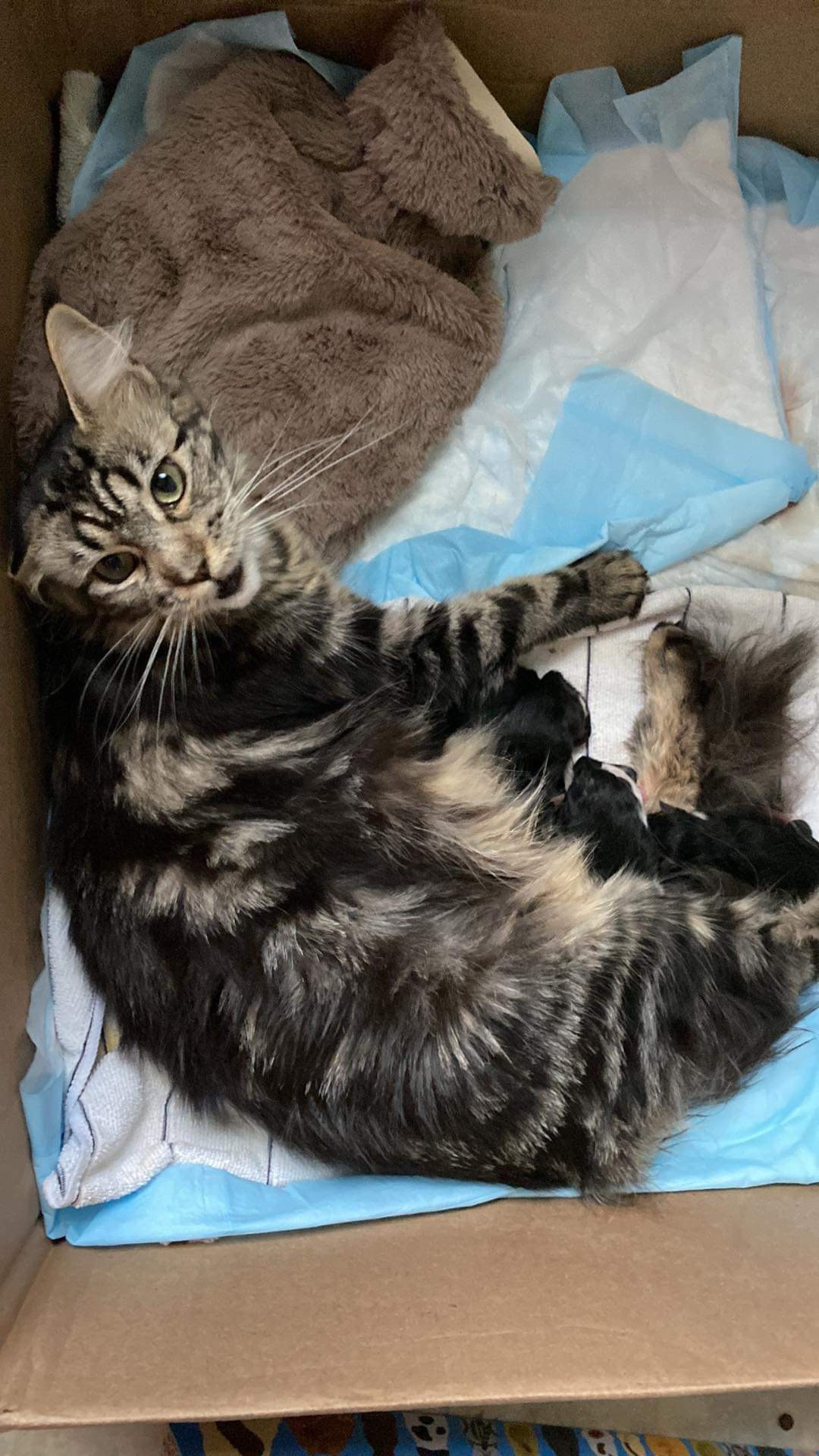 A Maine Coon mother relaxes with her new litter of five kittens.