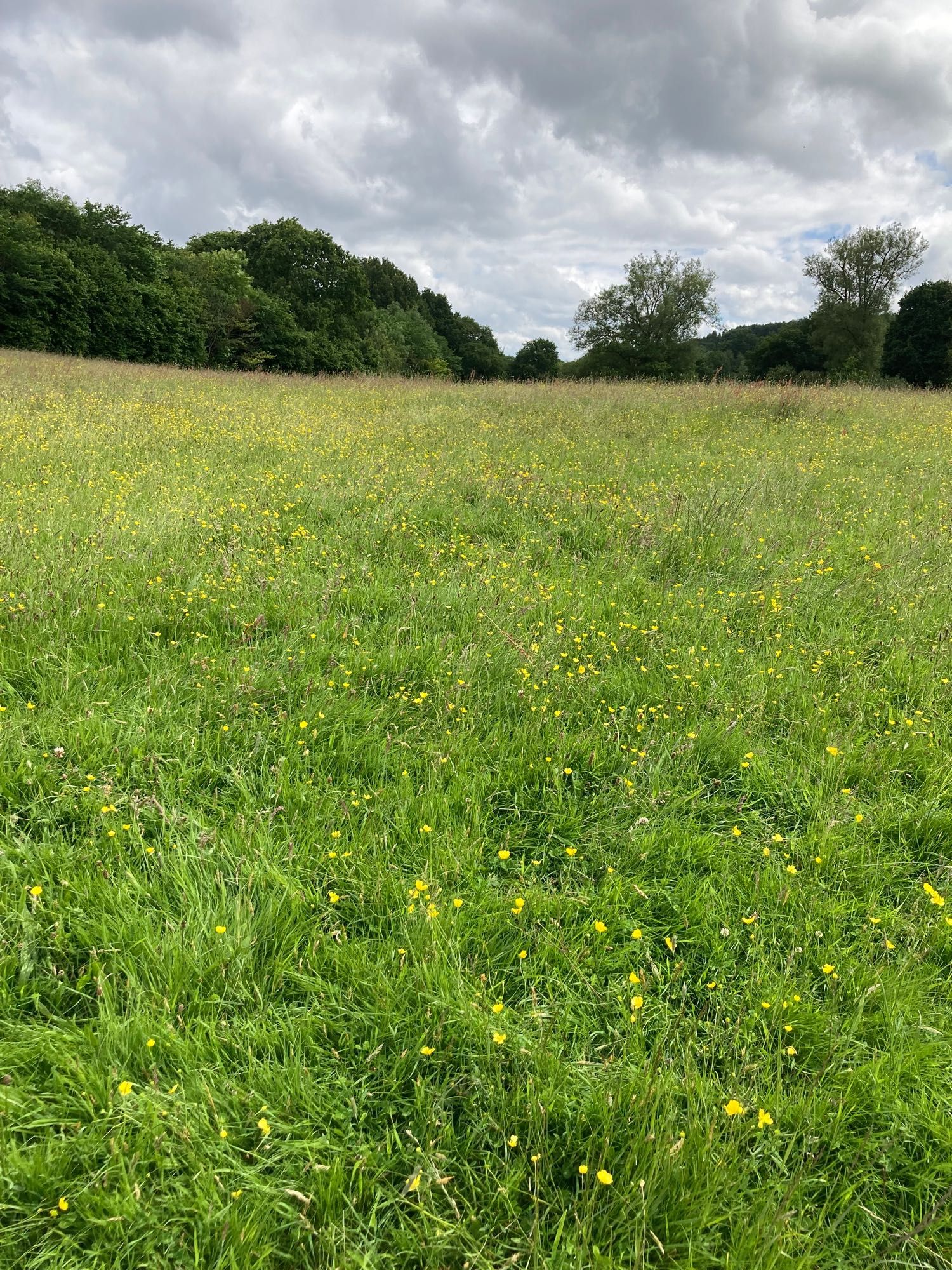 Field of buttercups